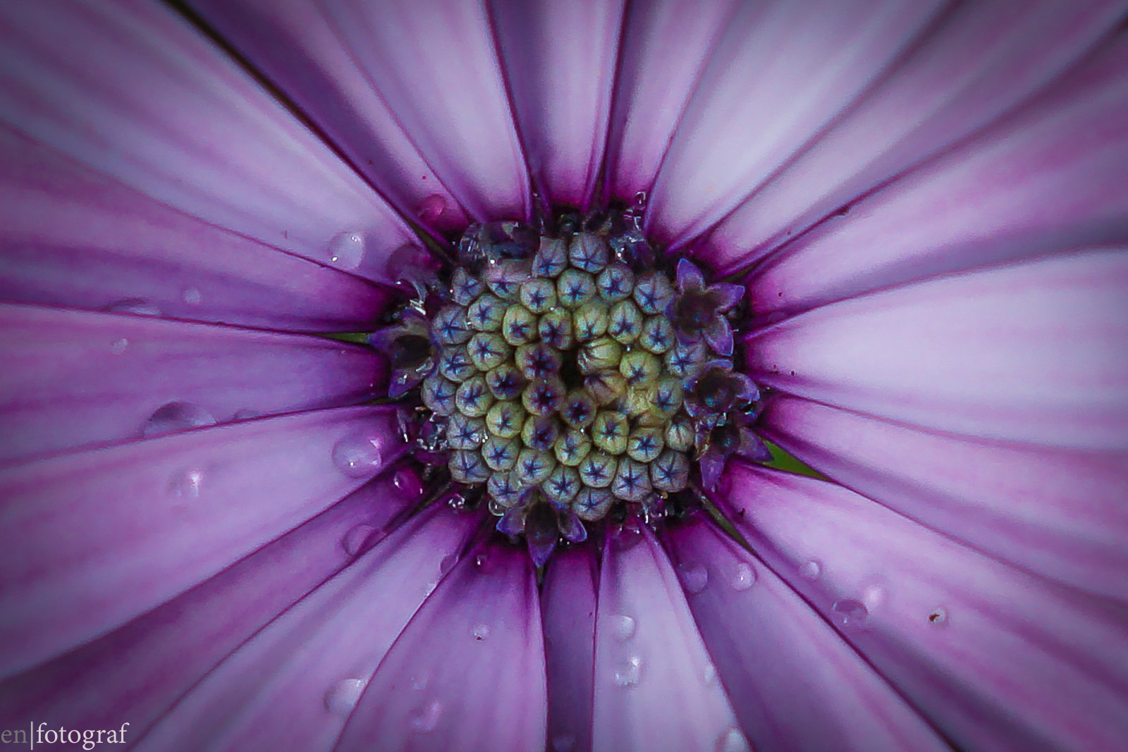 Sony SLT-A77 + Sony DT 50mm F1.8 SAM sample photo. Purple flower photography