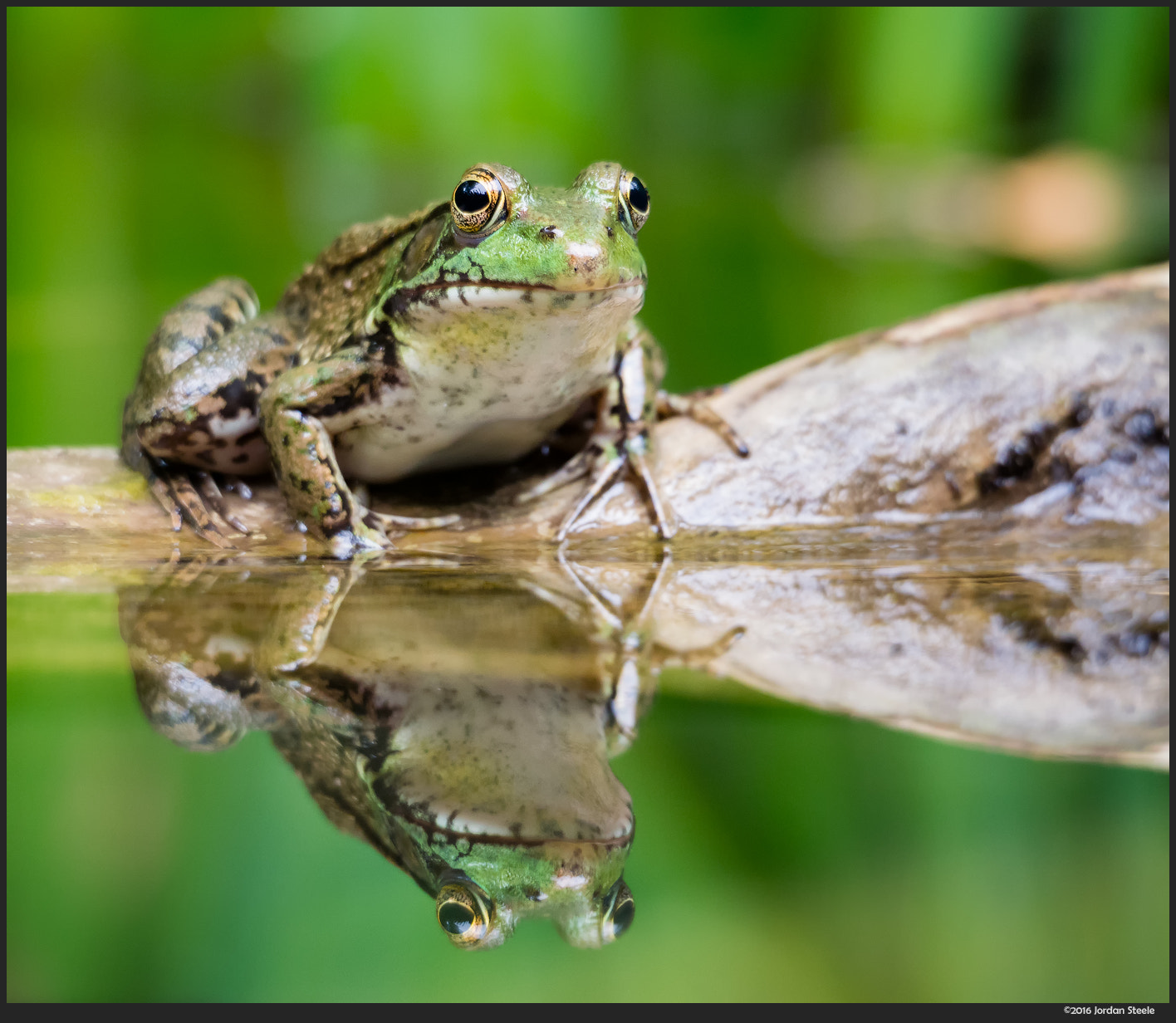 Olympus OM-D E-M10 II sample photo. Northern green frog photography