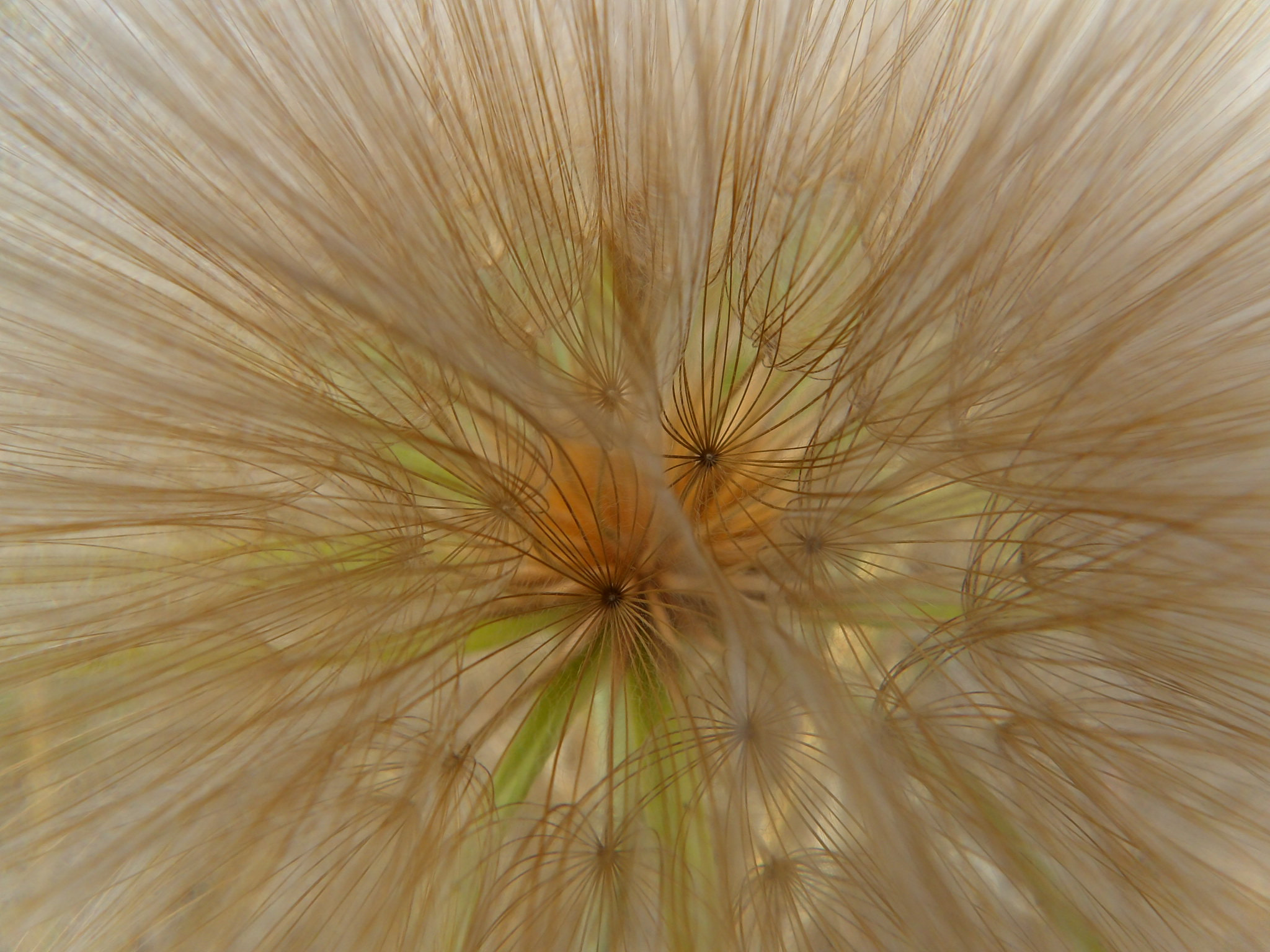 Kodak PIXPRO AZ521 sample photo. Dandelion photography