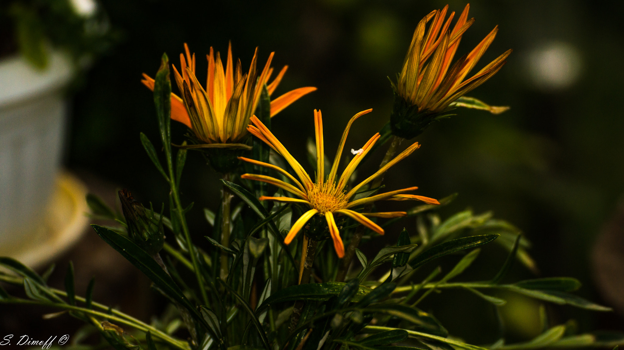Tamron SP 70-300mm F4-5.6 Di USD sample photo