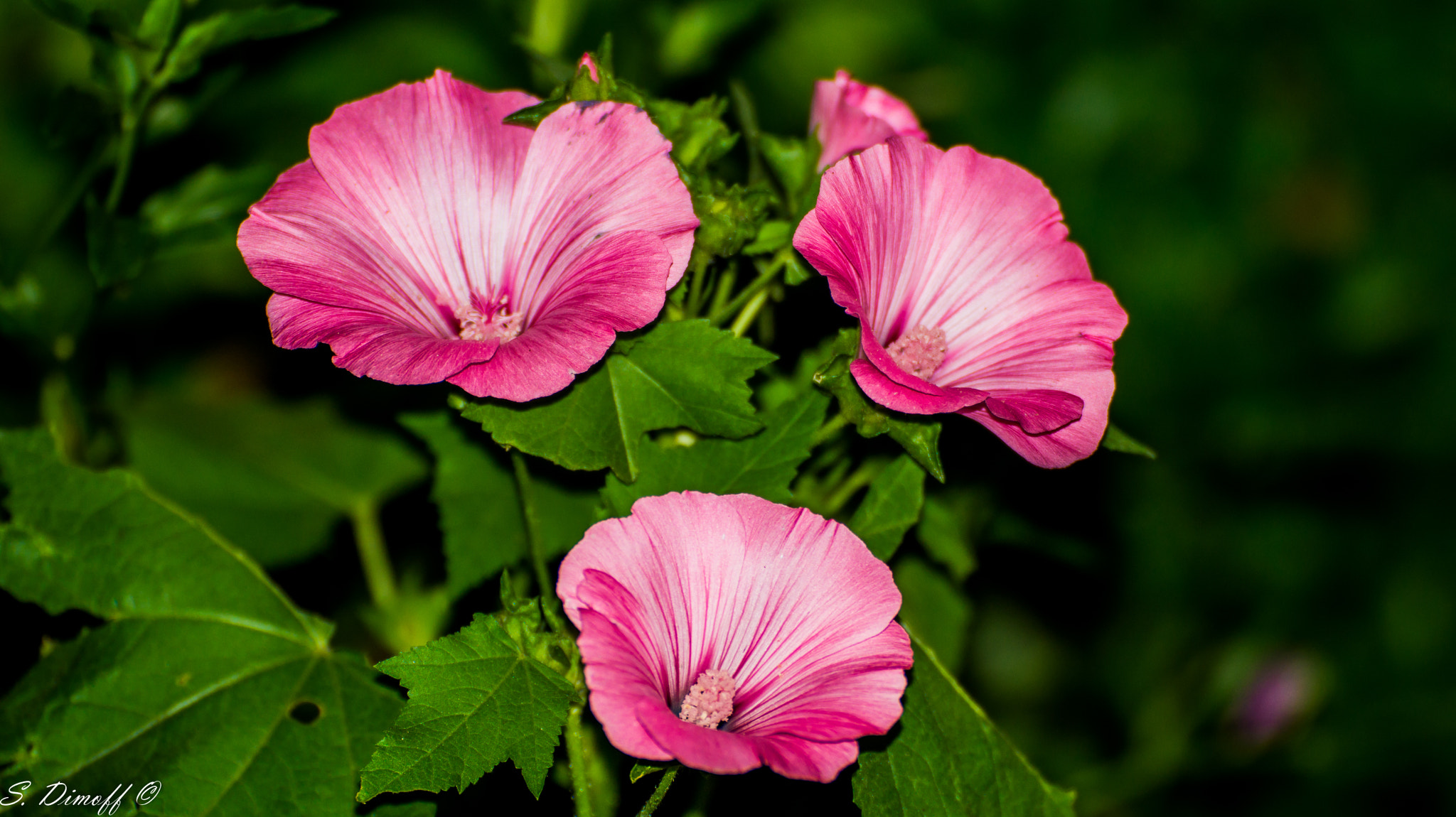 Tamron SP 70-300mm F4-5.6 Di USD sample photo