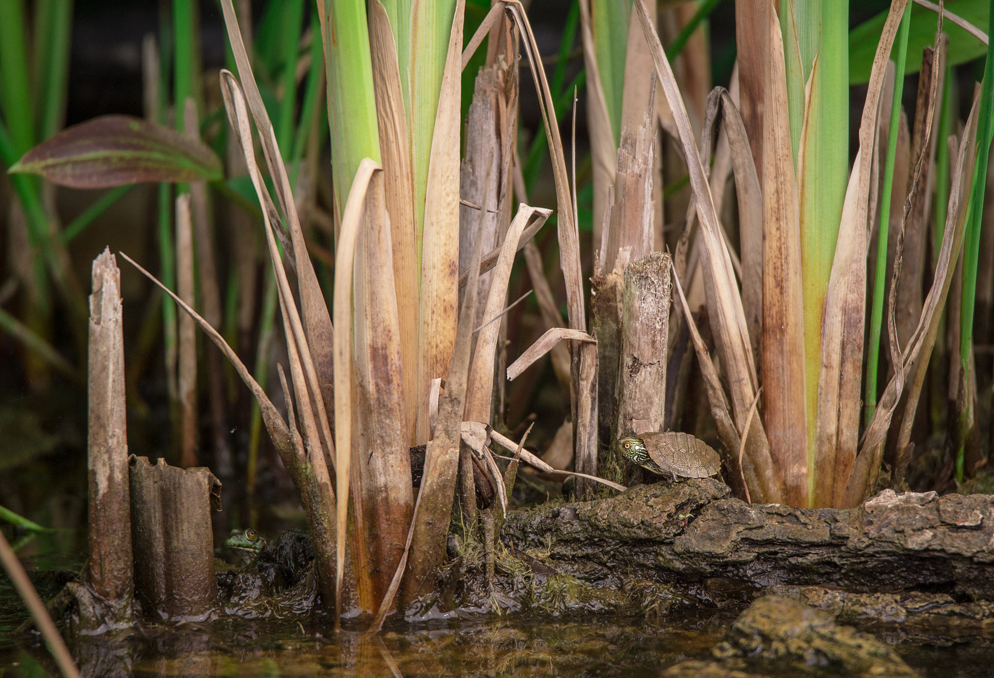Nikon Df sample photo. Where's waldo photography