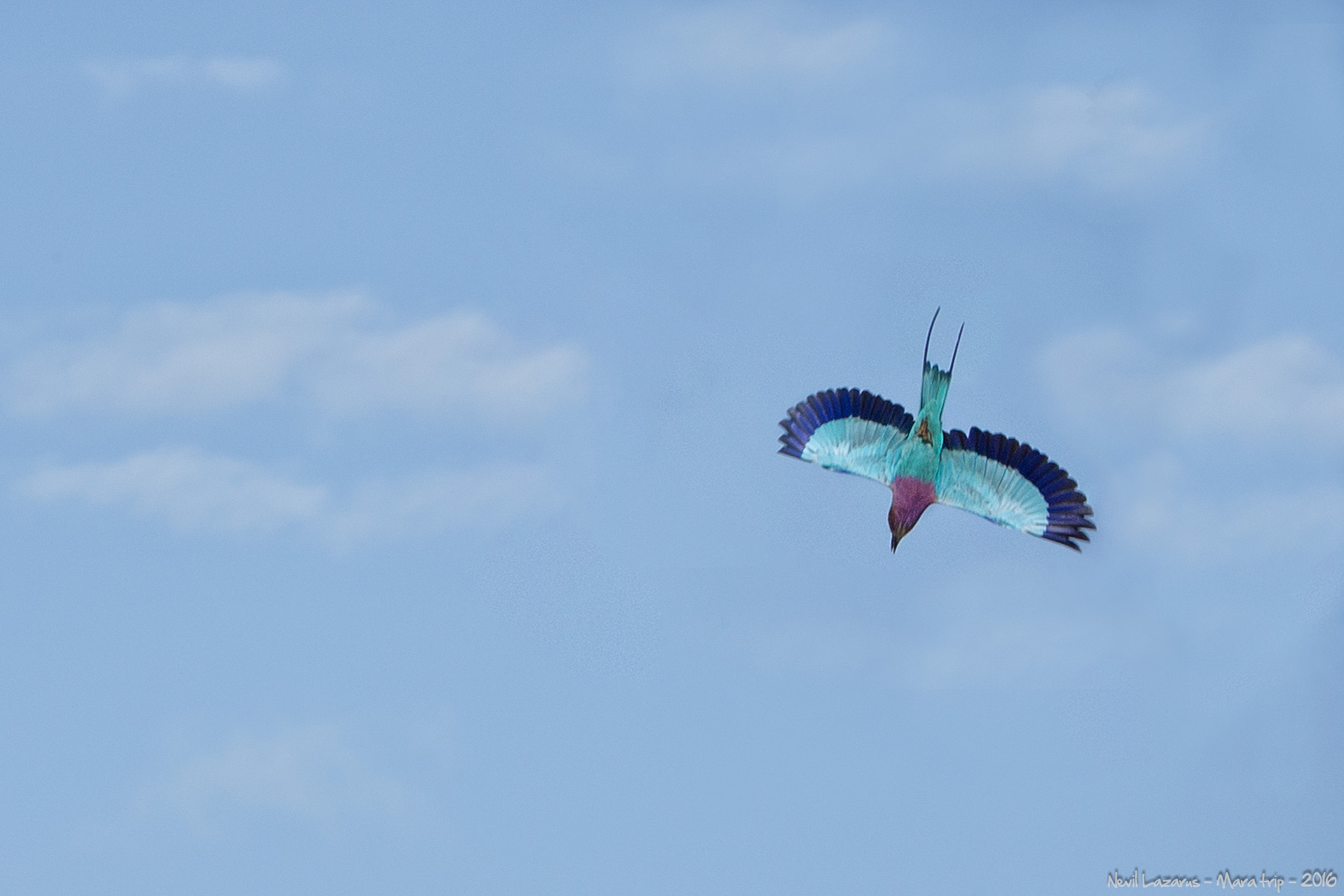 Canon EF 200-400mm F4L IS USM Extender 1.4x sample photo. Flight 2 - lilac-breasted roller mara photography