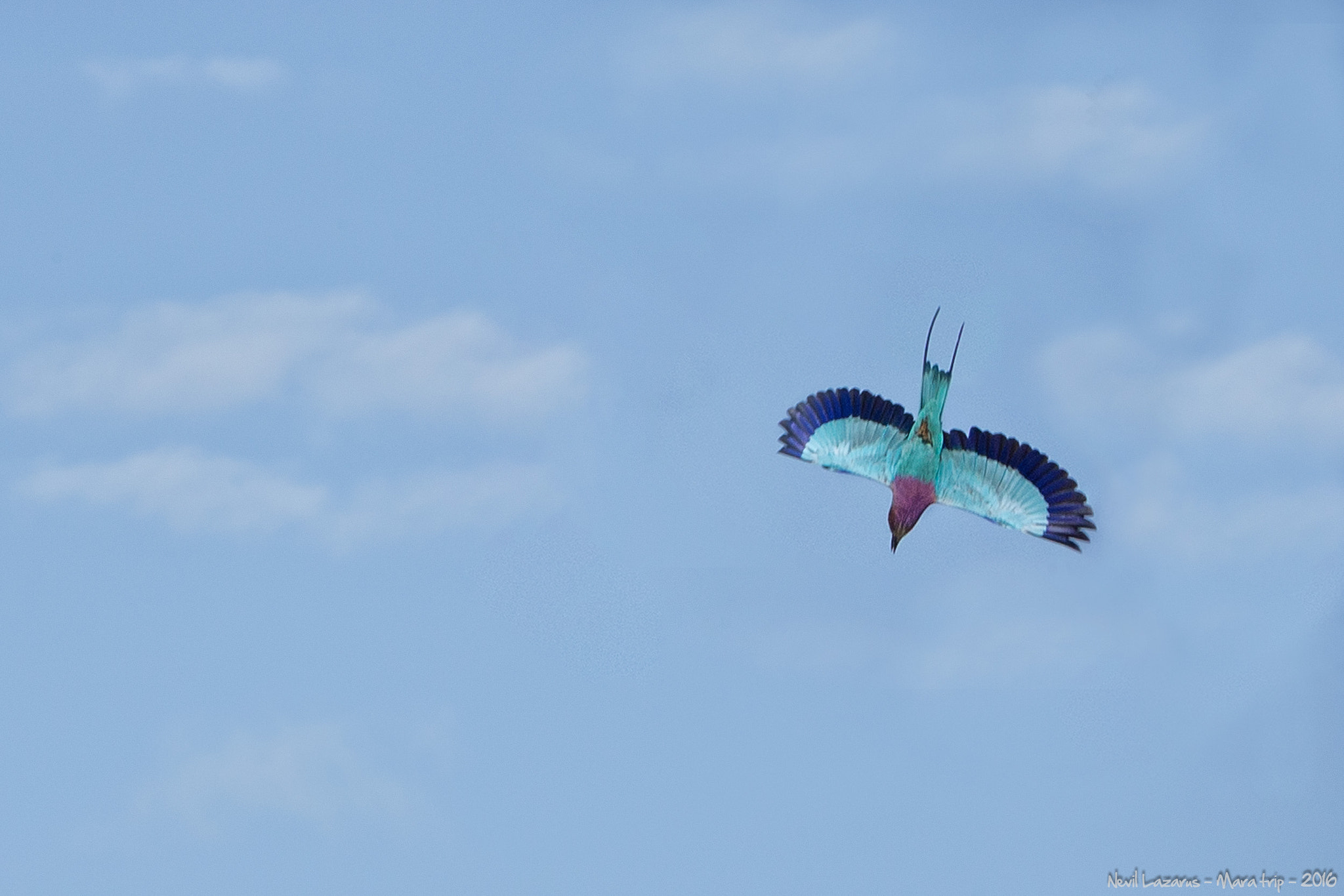 Canon EOS-1D X + Canon EF 200-400mm F4L IS USM Extender 1.4x sample photo. Flight 2 - lilac-breasted roller mara photography