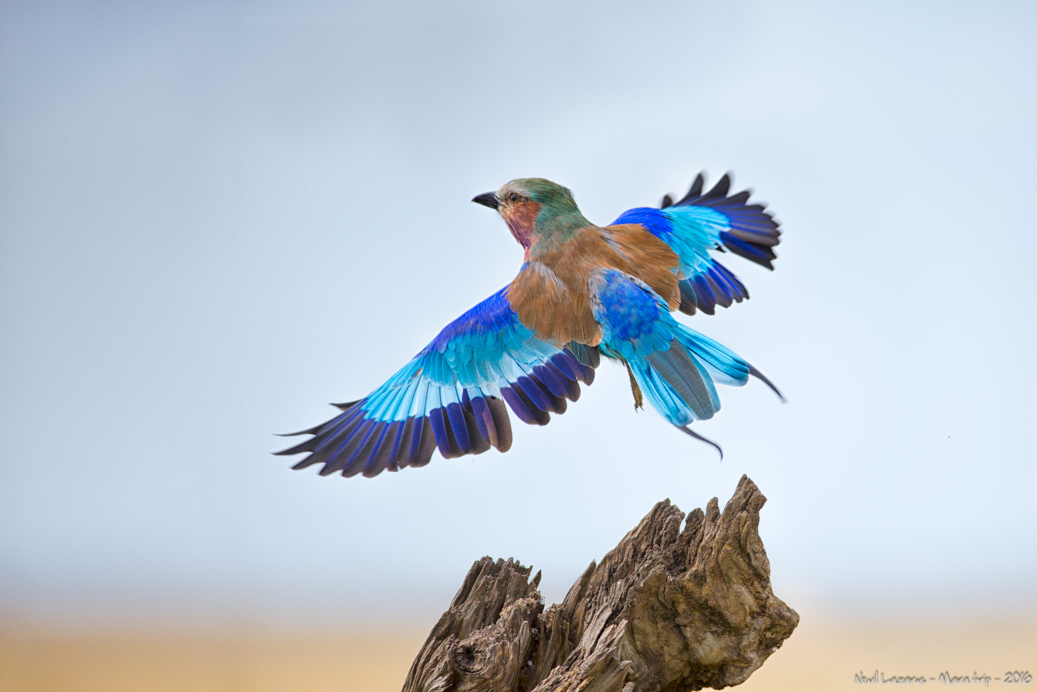 Canon EOS-1D X + Canon EF 200-400mm F4L IS USM Extender 1.4x sample photo. Flight 3 -lilac breasted roller mara photography