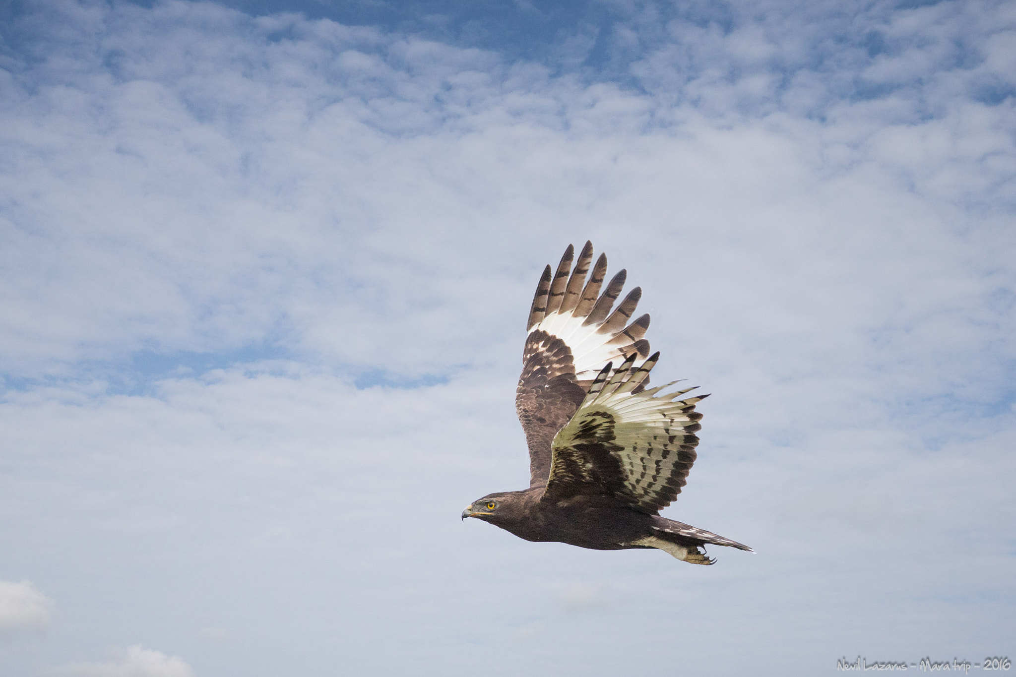 Canon EOS-1D X + Canon EF 16-35mm F4L IS USM sample photo. Flight 4 long crested eagle mara photography