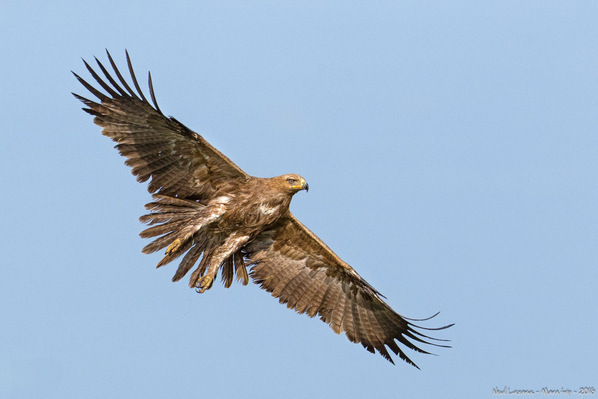 Canon EF 200-400mm F4L IS USM Extender 1.4x sample photo. Flight 5 -tawny eagle mara photography