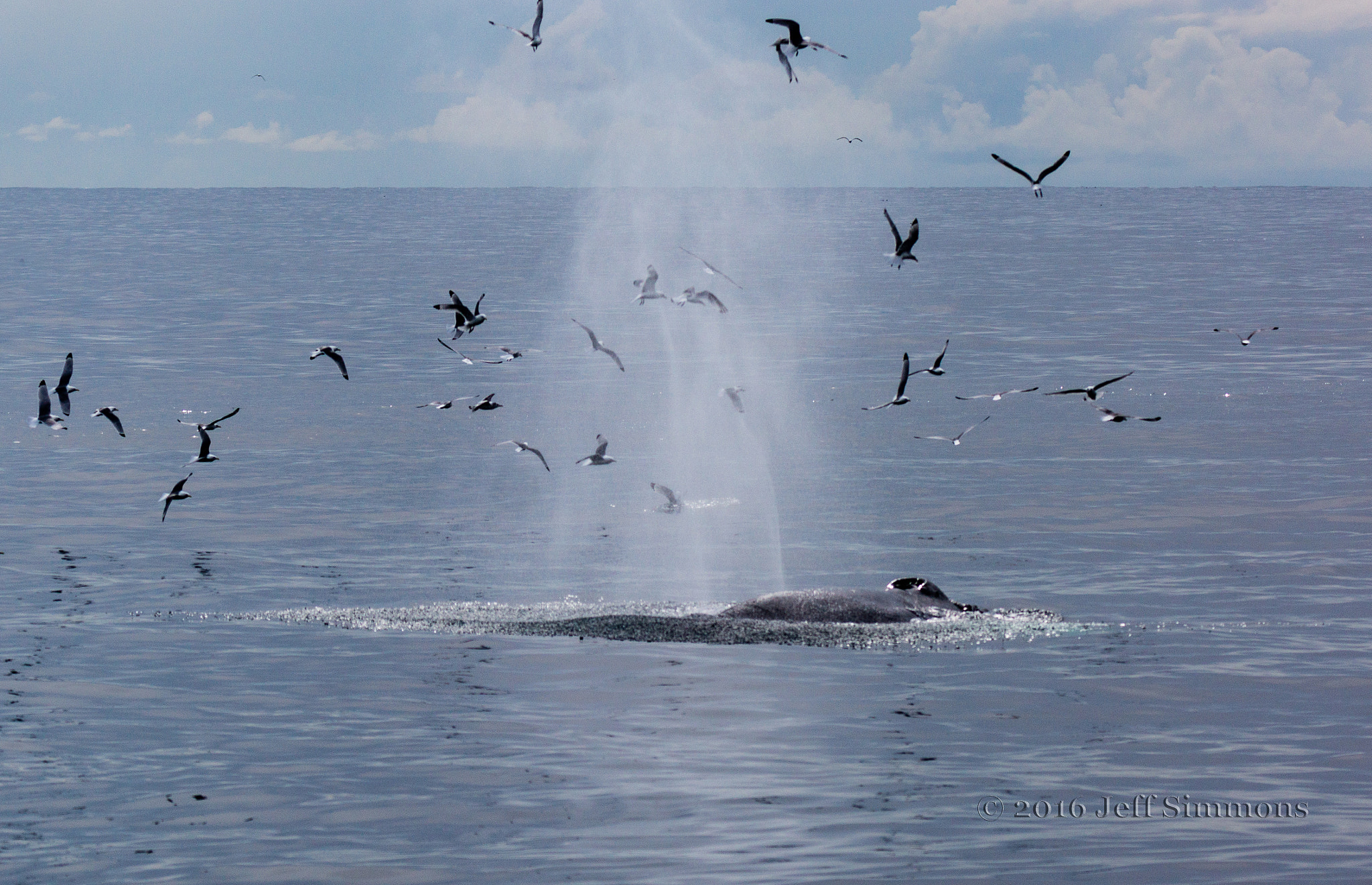 Sony SLT-A77 + Tamron SP 150-600mm F5-6.3 Di VC USD sample photo. There she blows photography