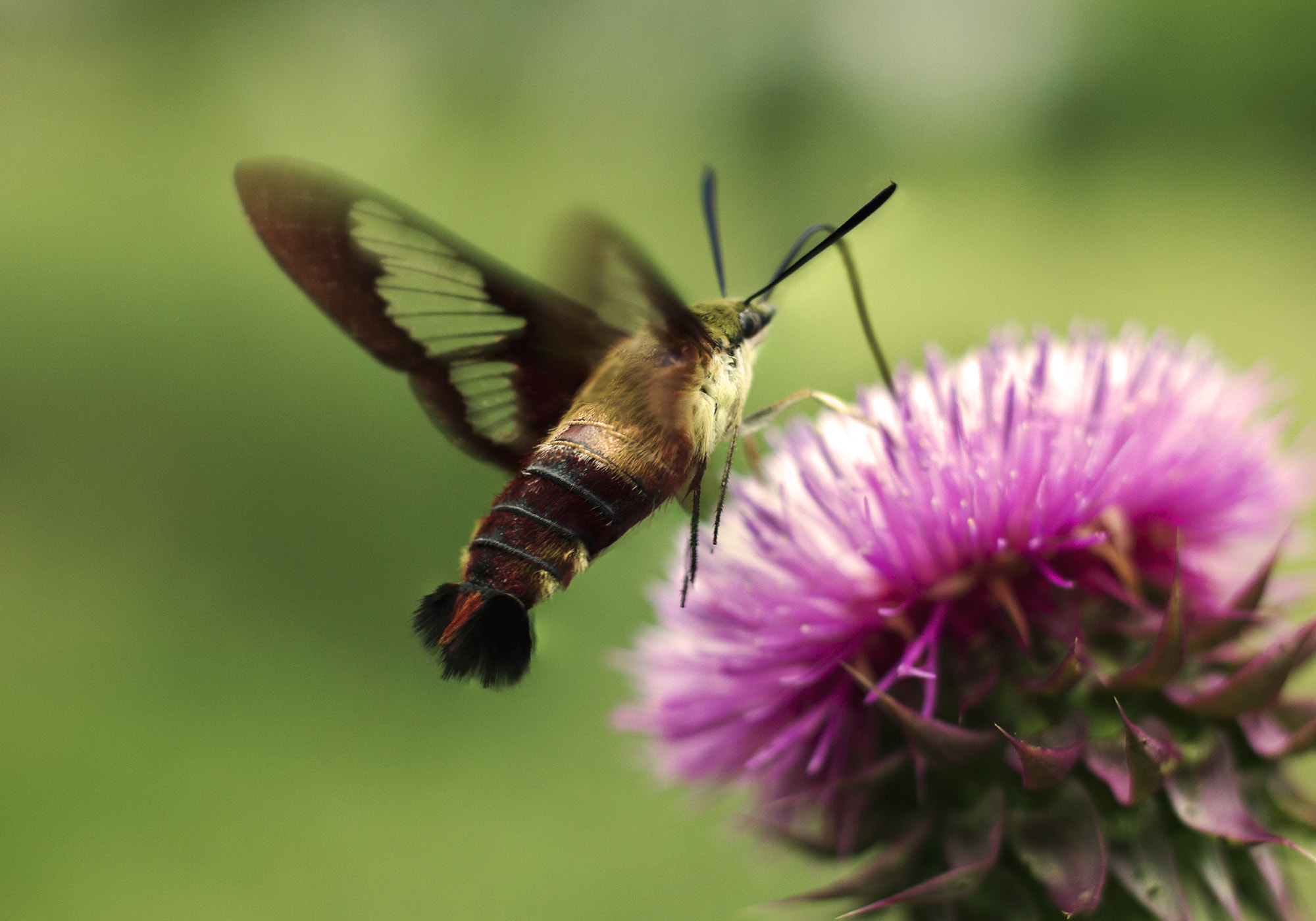 Canon EOS 600D (Rebel EOS T3i / EOS Kiss X5) + Canon EF 50mm F1.8 II sample photo. Hummingbird moth photography