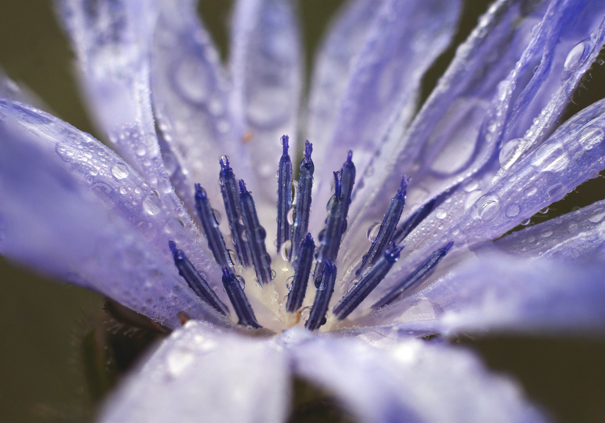 Canon EOS 600D (Rebel EOS T3i / EOS Kiss X5) + Canon EF 50mm F1.8 II sample photo. Chicory in the drizzle photography