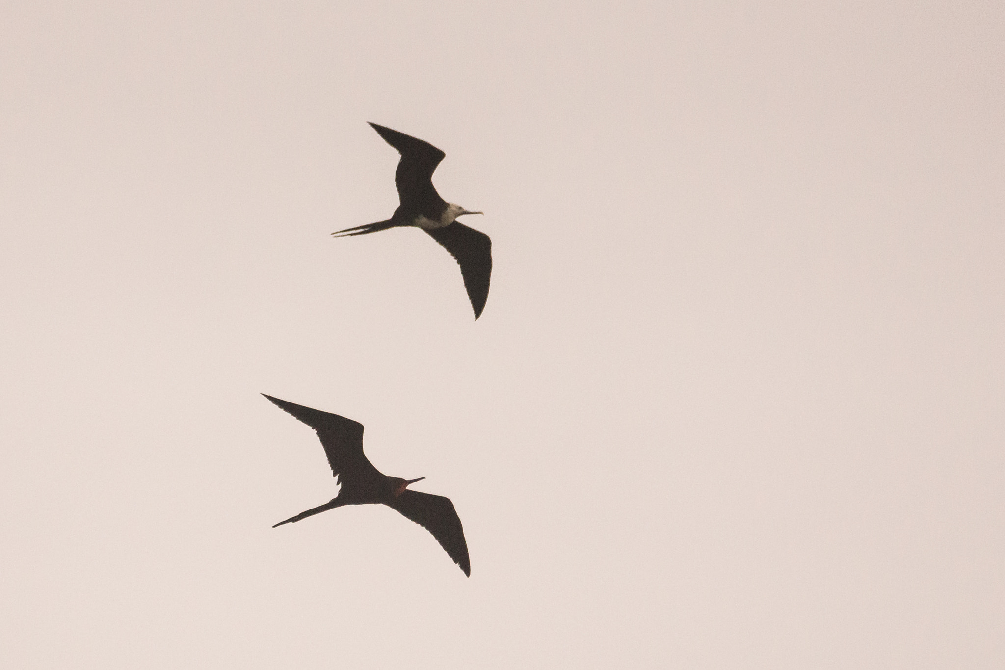 Sony 70-300mm F4.5-5.6 G SSM sample photo. Frigate birds soaring in fog photography