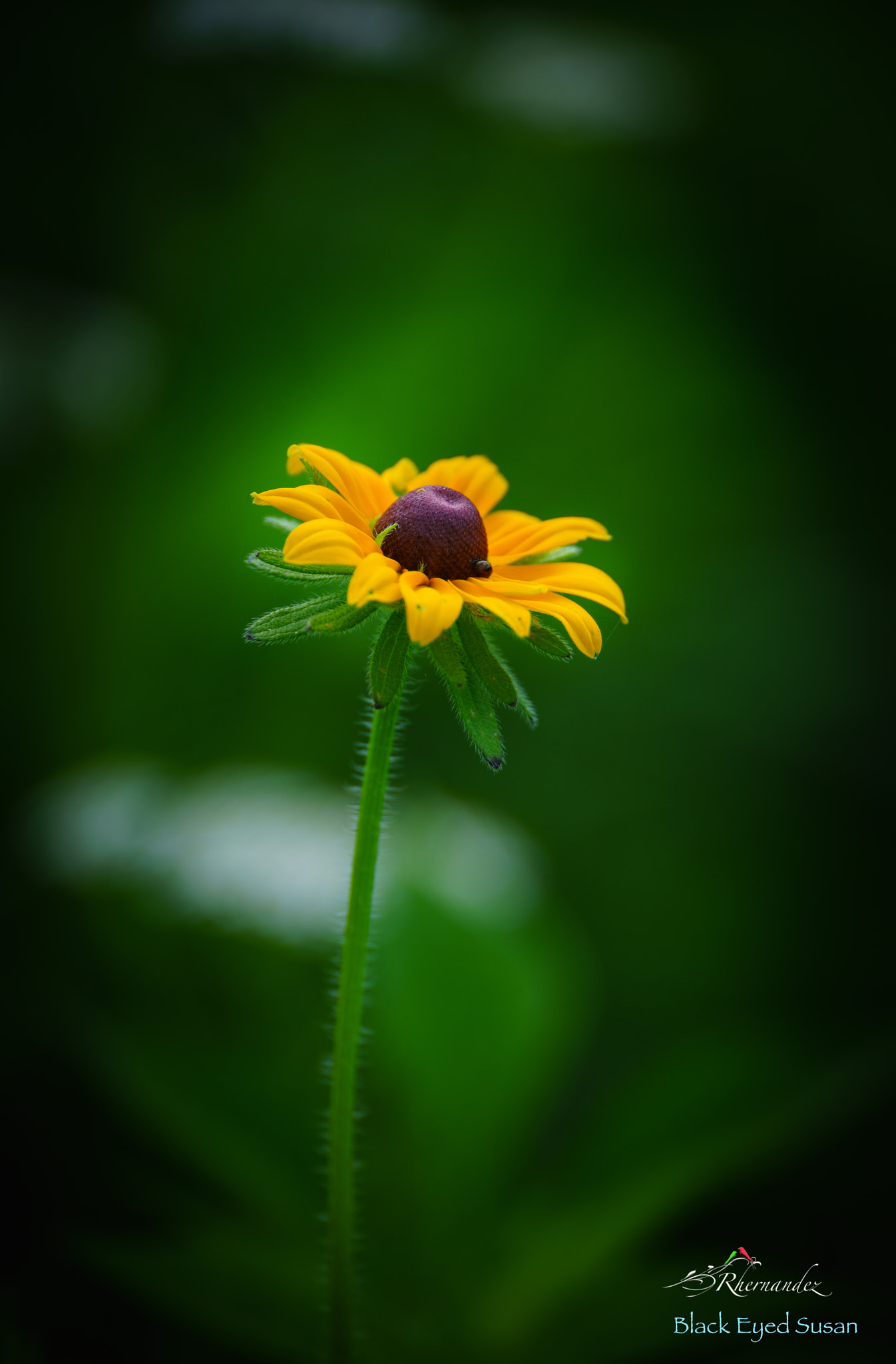Sony a7R II + Canon EF 200mm F2L IS USM sample photo. Black eyed susan photography