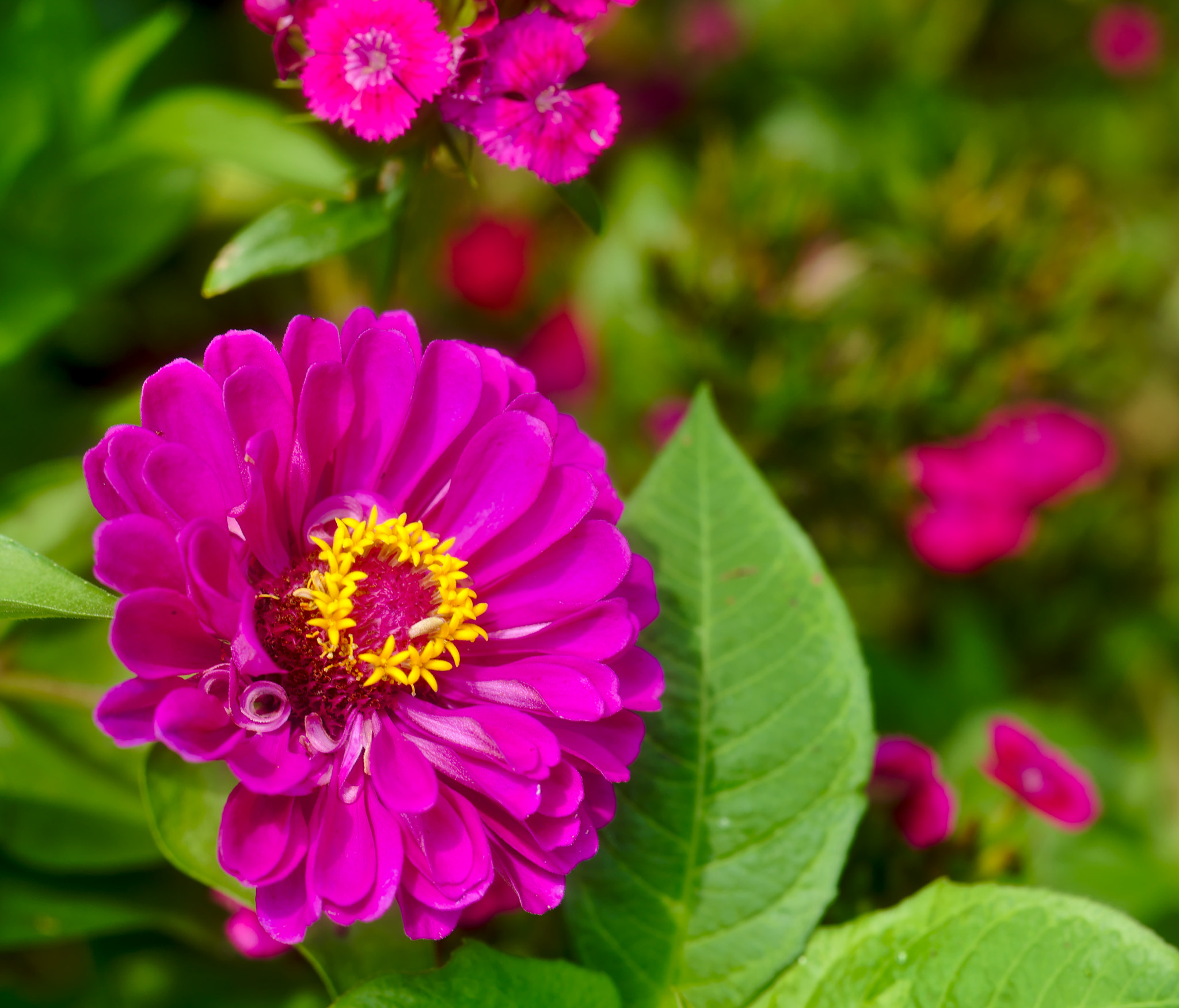 Nikon D810 + Manual Lens No CPU sample photo. Purple zinnia photography