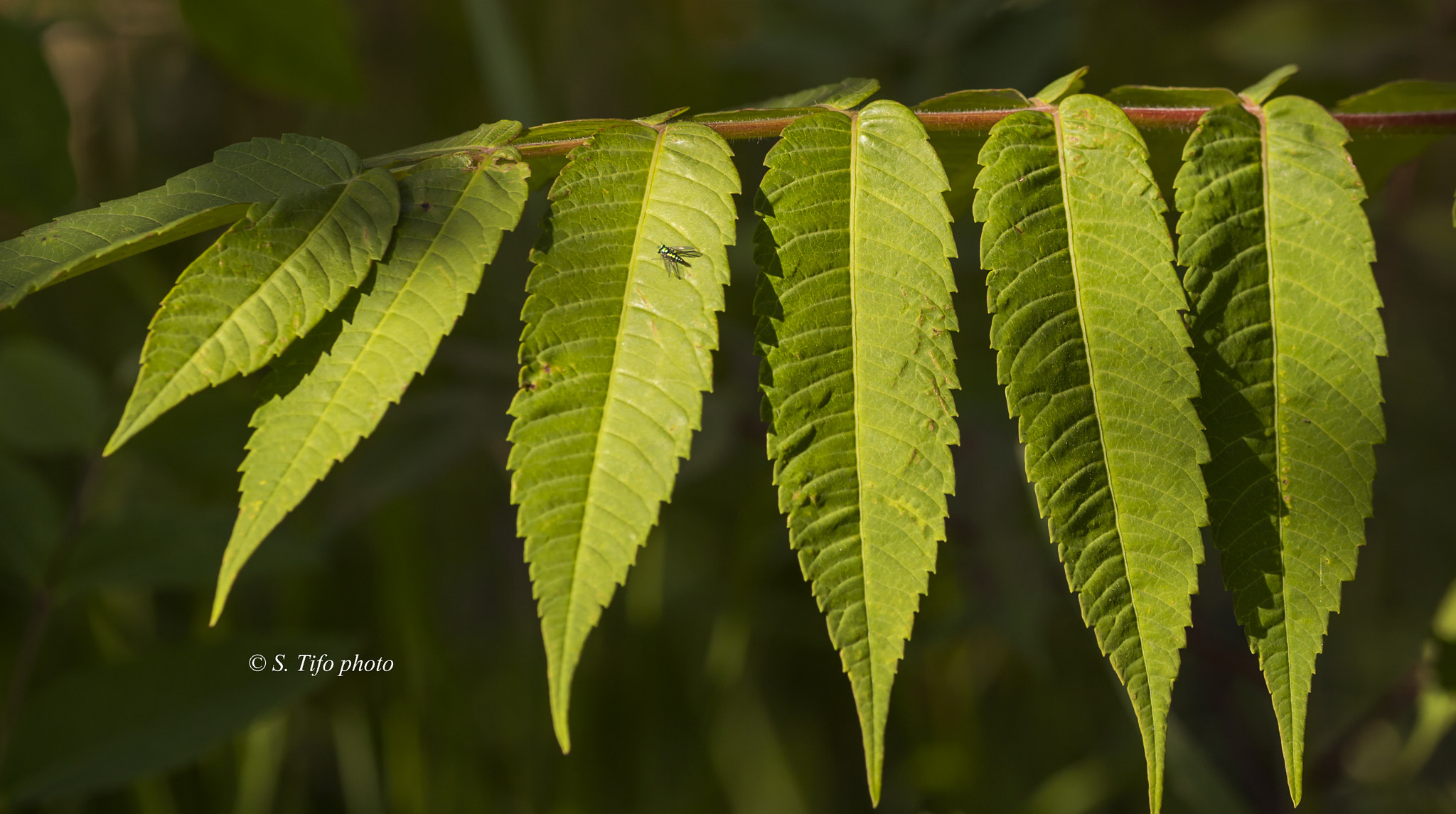 Sigma 105mm F2.8 EX DG OS HSM sample photo. Line-up ... photography