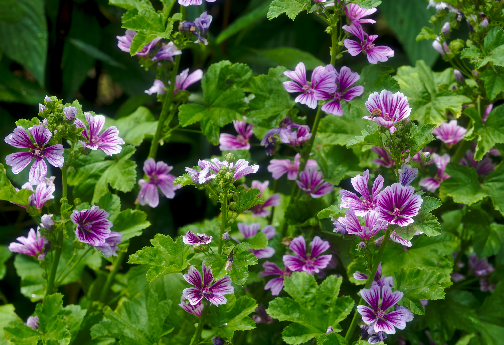 Manual Lens No CPU sample photo. White and purple flowering bush photography