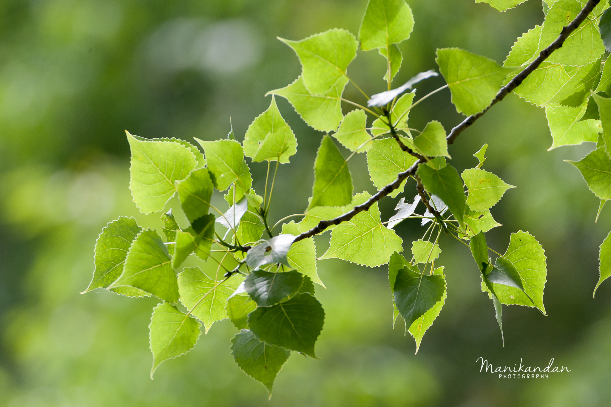 Canon EOS-1D Mark III sample photo. Green hearts photography