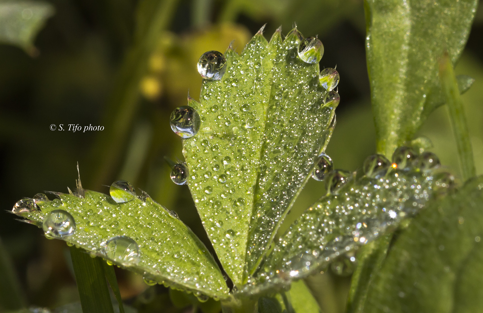 Sigma 105mm F2.8 EX DG OS HSM sample photo. Rosée matinale .. photography