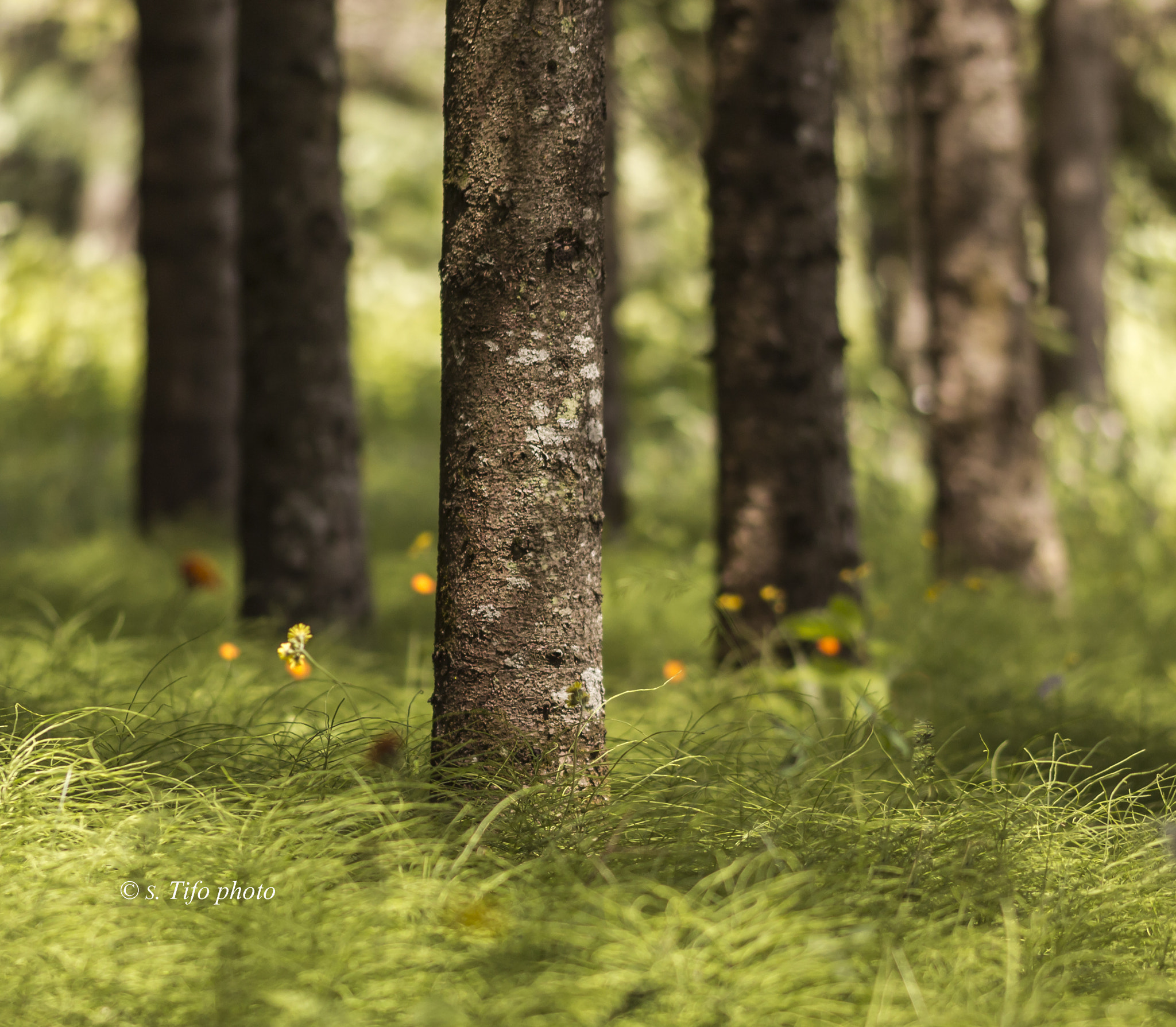 Sigma 105mm F2.8 EX DG OS HSM sample photo. The tree ... photography