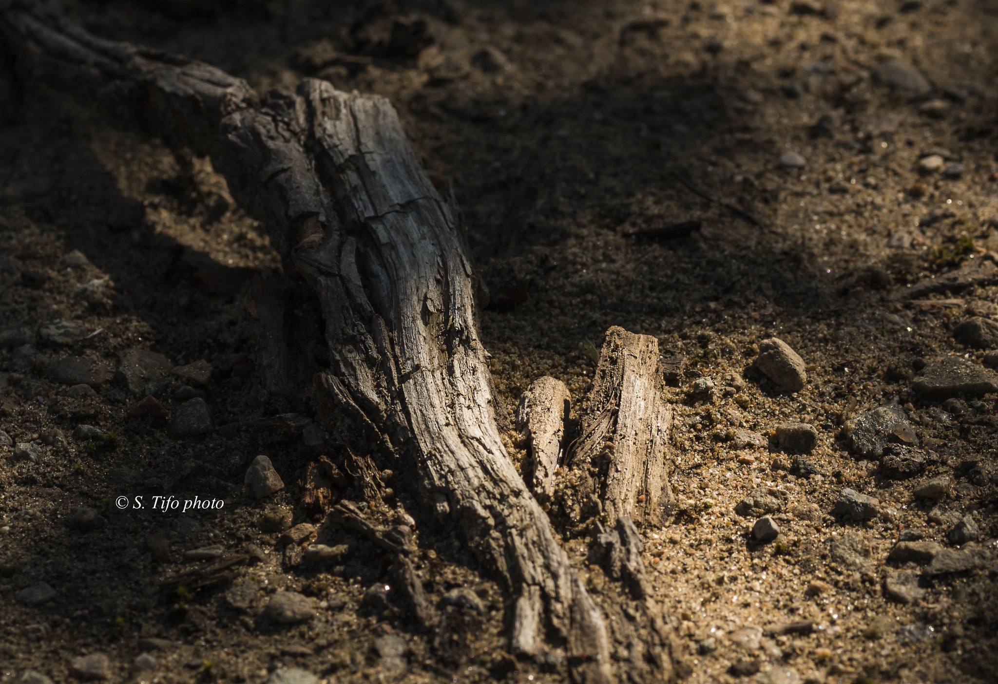 Sigma 105mm F2.8 EX DG OS HSM sample photo. Old root ... photography