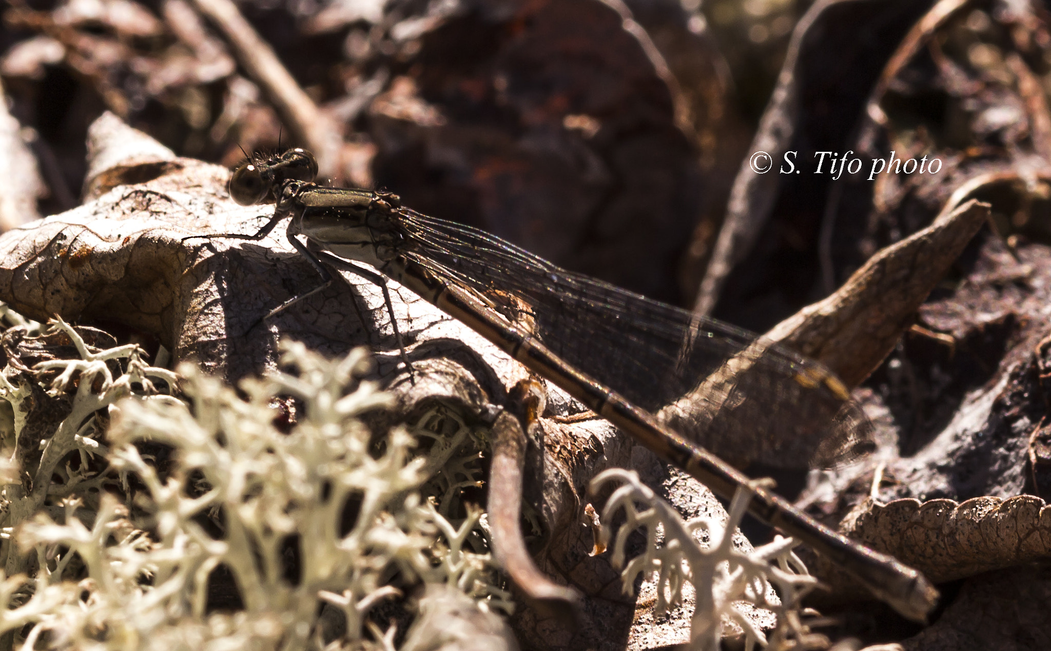 Sigma 105mm F2.8 EX DG OS HSM sample photo. Lady .. photography