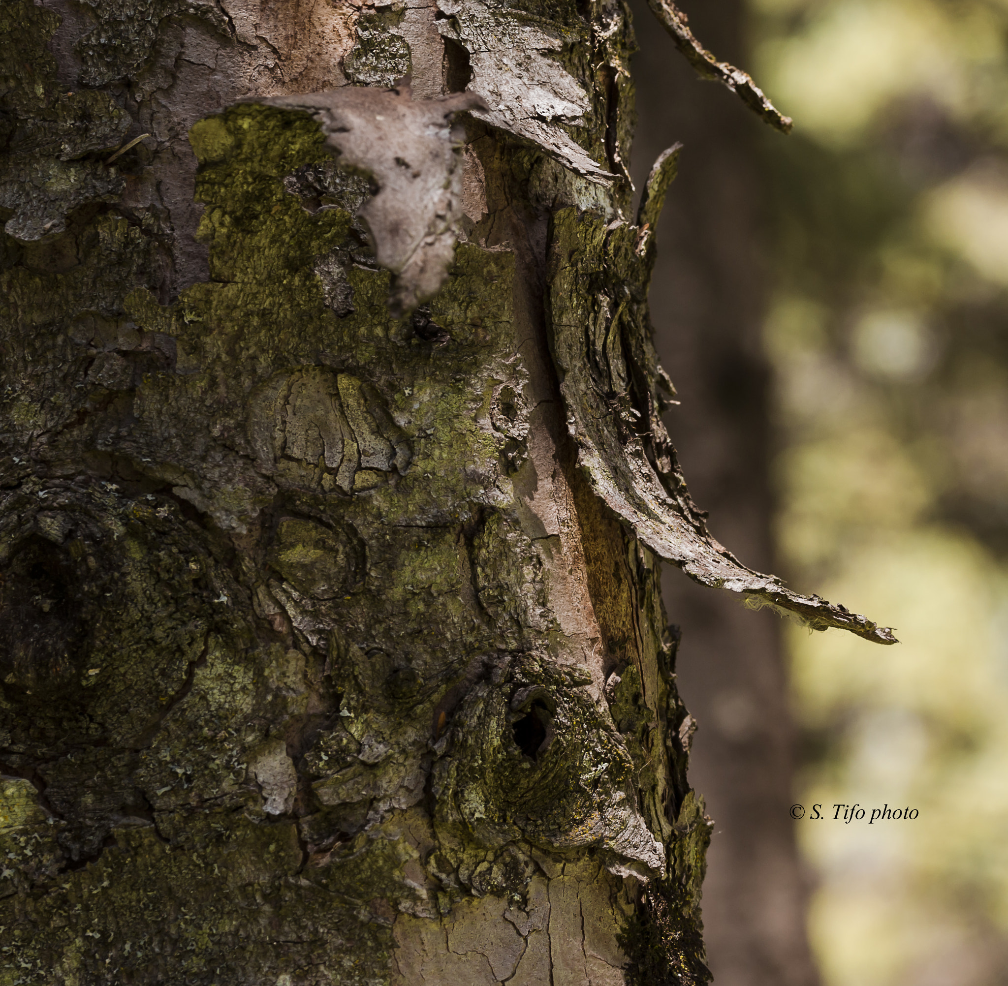 Sigma 105mm F2.8 EX DG OS HSM sample photo. Retroussée ... photography