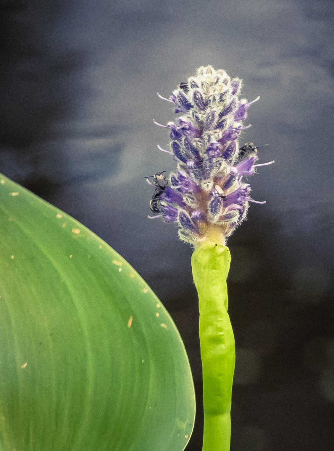 Canon EOS 760D (EOS Rebel T6s / EOS 8000D) sample photo. Superfleur photography