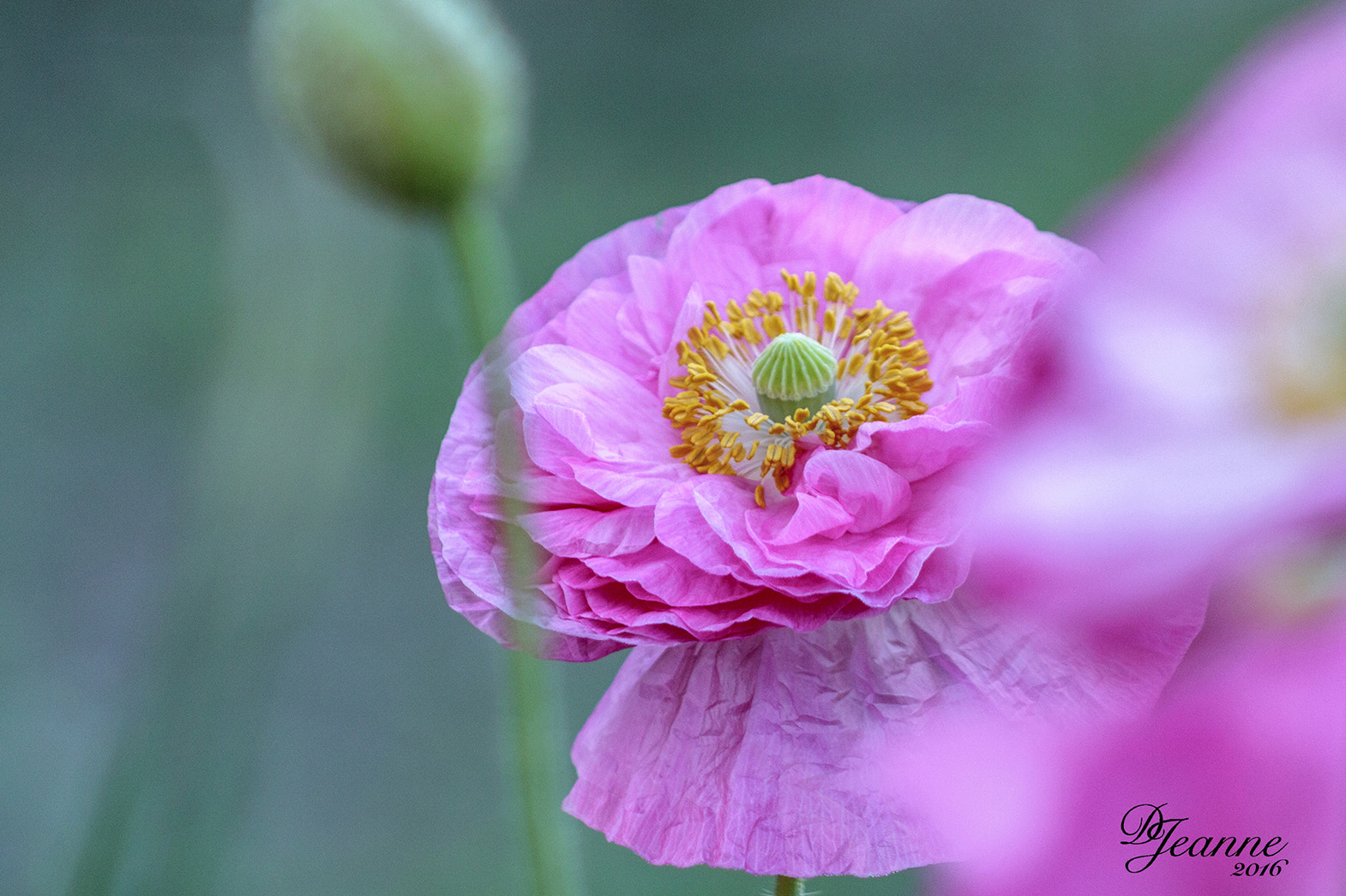 Canon EOS 50D + EF75-300mm f/4-5.6 sample photo. Pink poppies photography