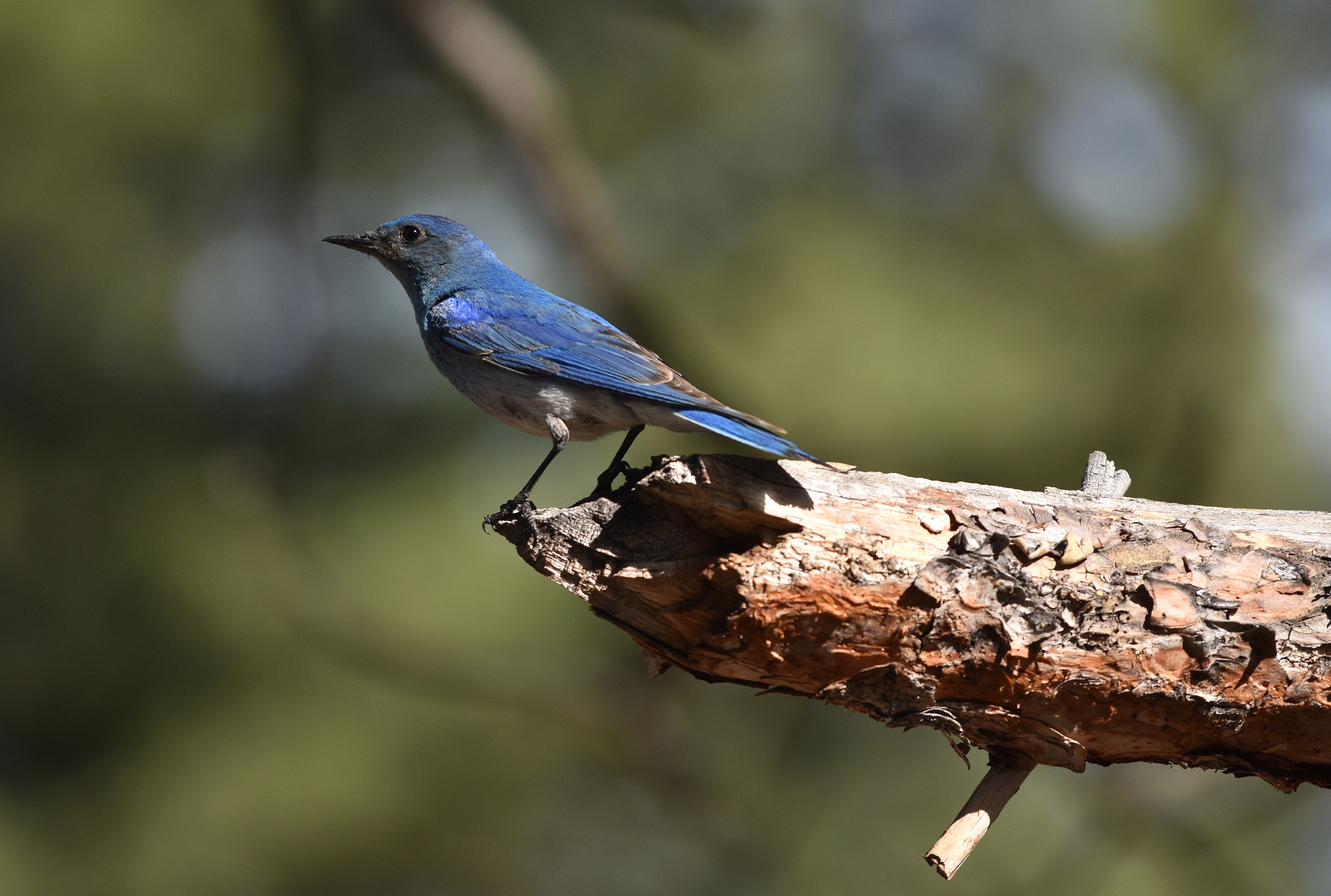 Nikon AF-S Nikkor 70-200mm F4G ED VR sample photo. Mountain bluebird photography