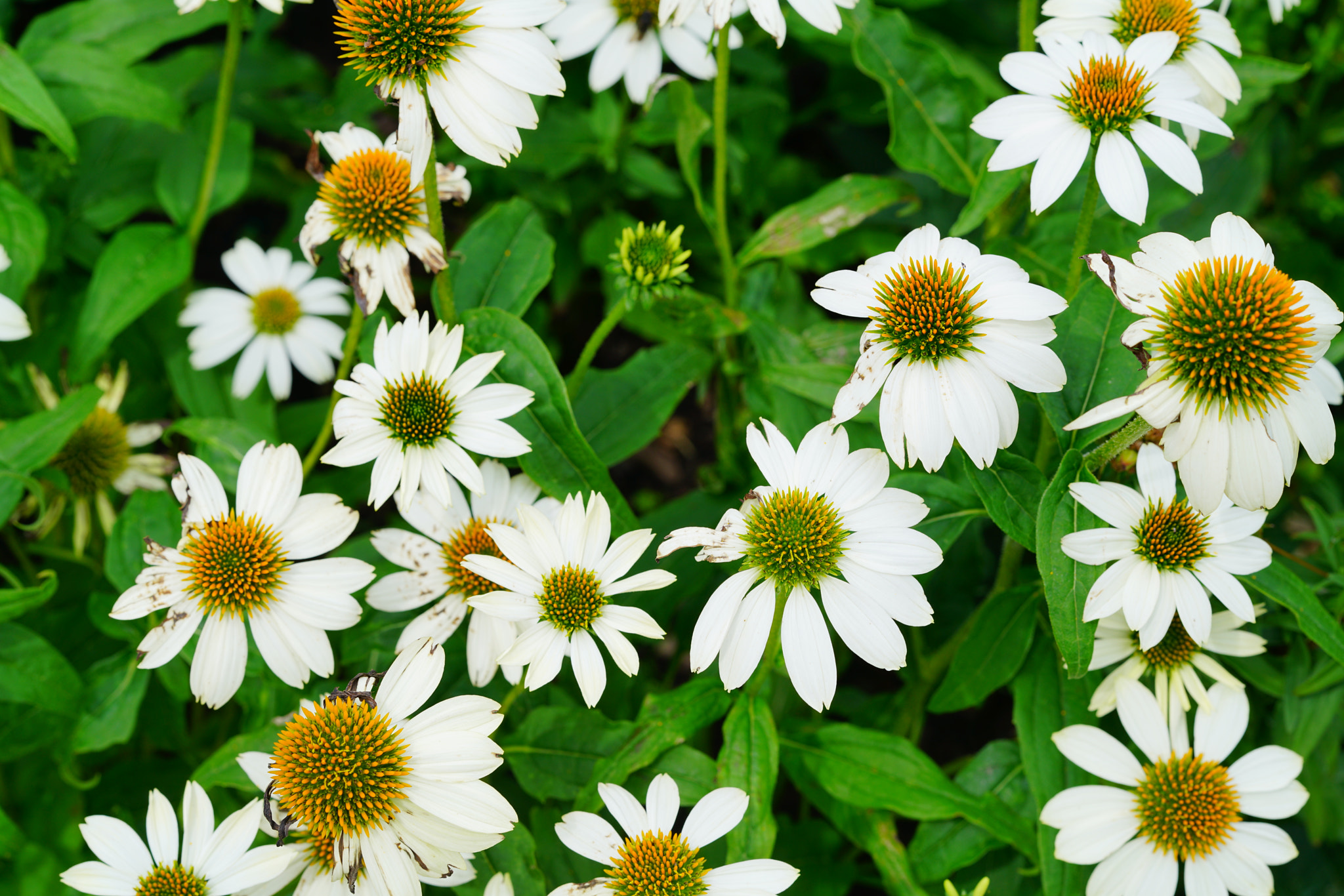Sony FE 85mm F1.4 GM sample photo. Dsc02257.jpg photography
