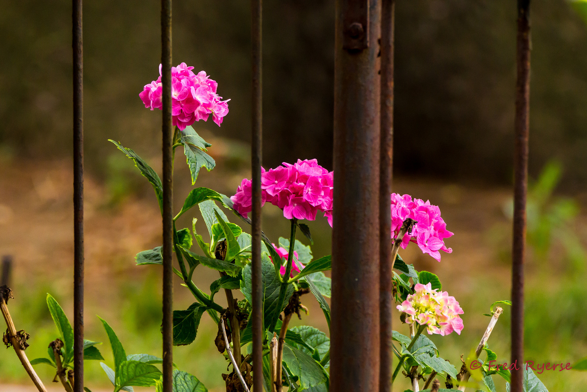 Tamron SP 150-600mm F5-6.3 Di VC USD sample photo. Gated flowers photography
