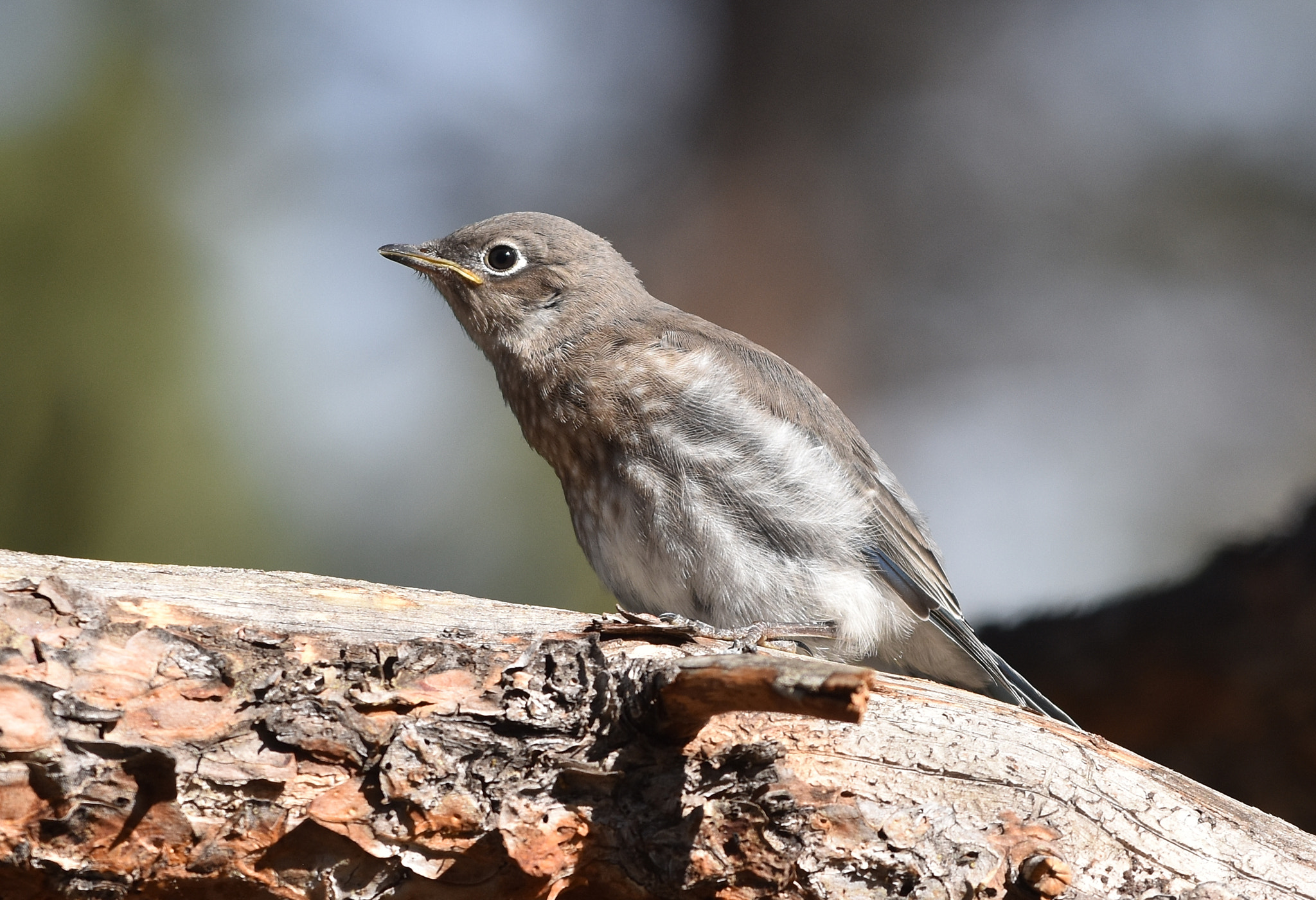 Nikon AF-S Nikkor 70-200mm F4G ED VR sample photo. Mountain bluebird chick photography