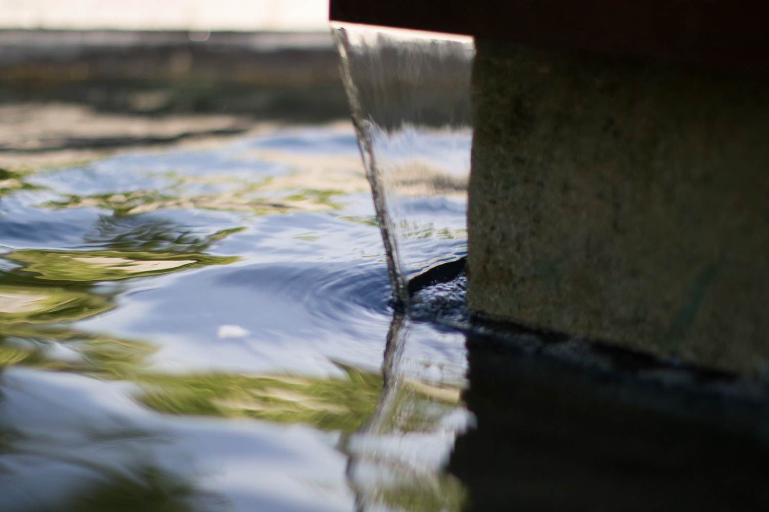 Canon EF 50mm F1.2L USM sample photo. Botanical gardens chicago photography