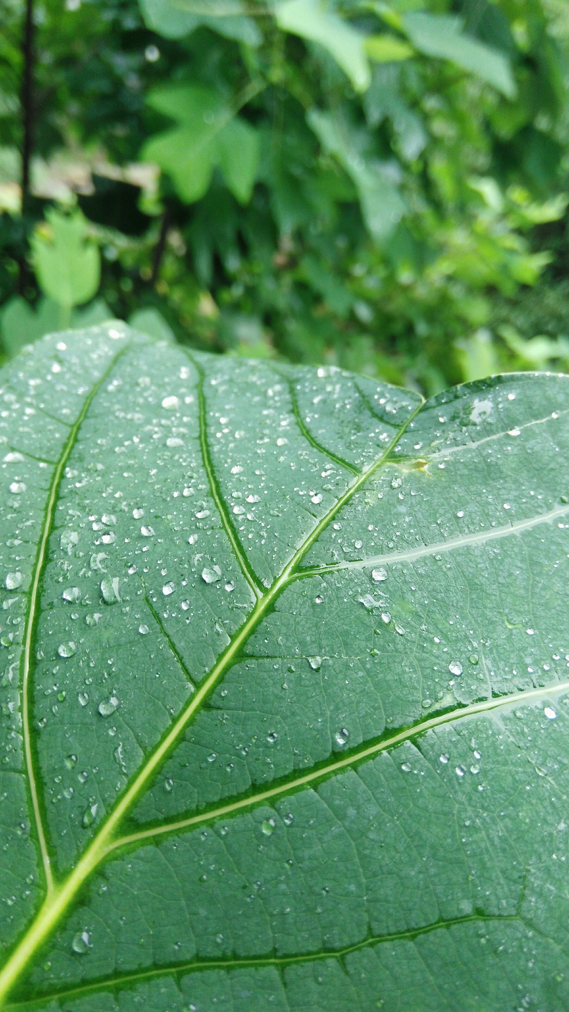 HUAWEI Che1-CL20 sample photo. Green photography