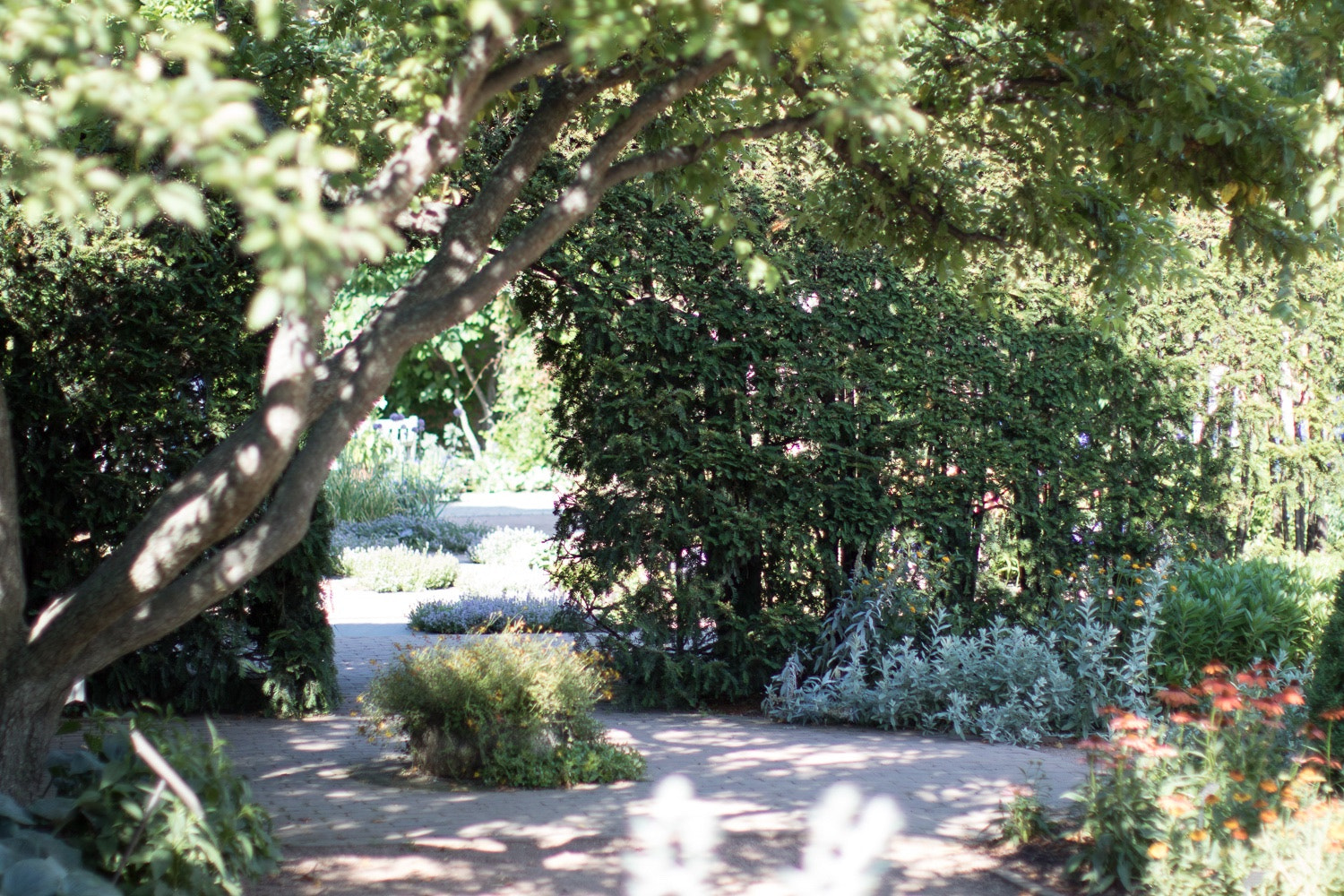 Canon EF 50mm F1.2L USM sample photo. Botanical gardens chicago photography