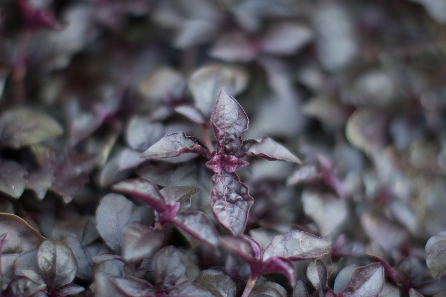 Canon EF 50mm F1.2L USM sample photo. Botanical gardens chicago photography