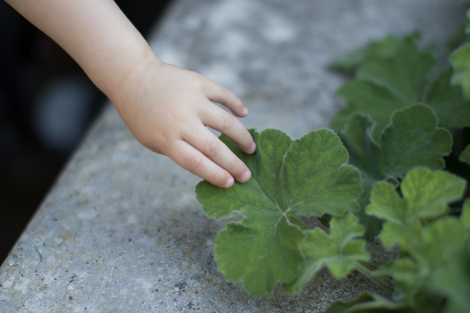 Canon EF 50mm F1.2L USM sample photo. Hand to nature- photography