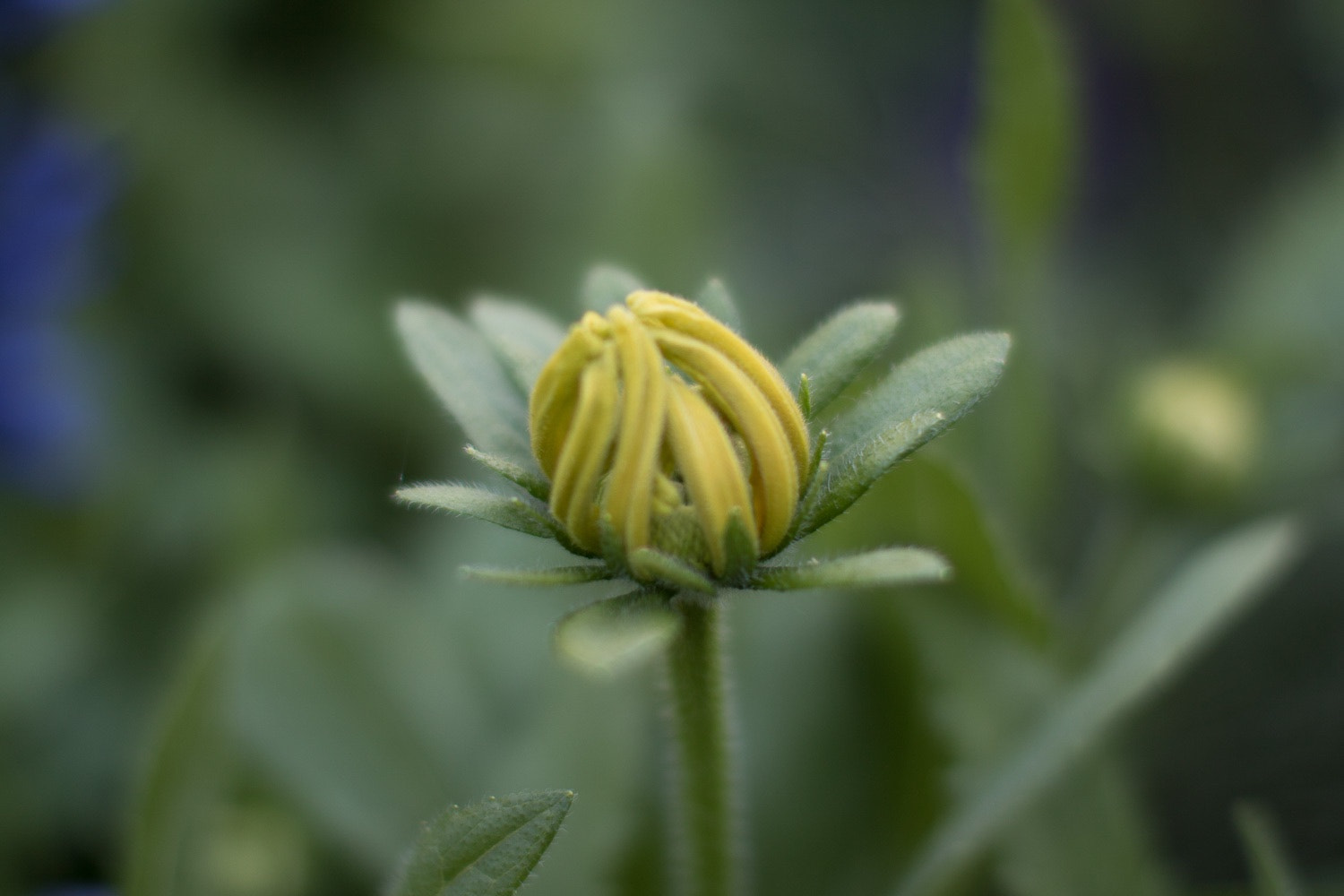 Canon EF 50mm F1.2L USM sample photo. Color! photography