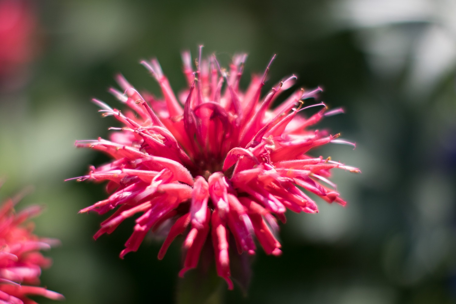Canon EF 50mm F1.2L USM sample photo. Color & texture- photography