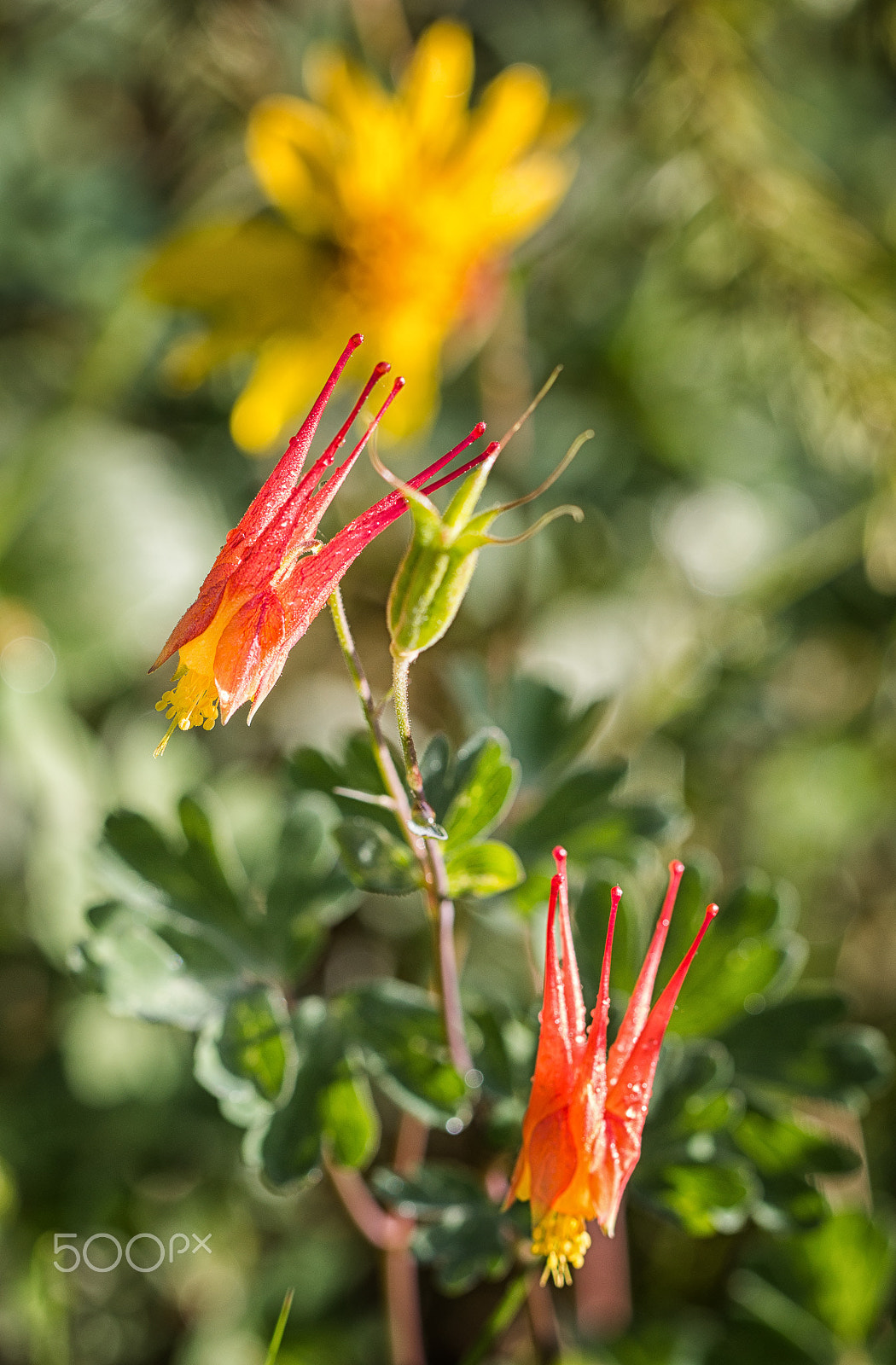 Canon EF 100mm F2.8L Macro IS USM sample photo. Red columbine photography