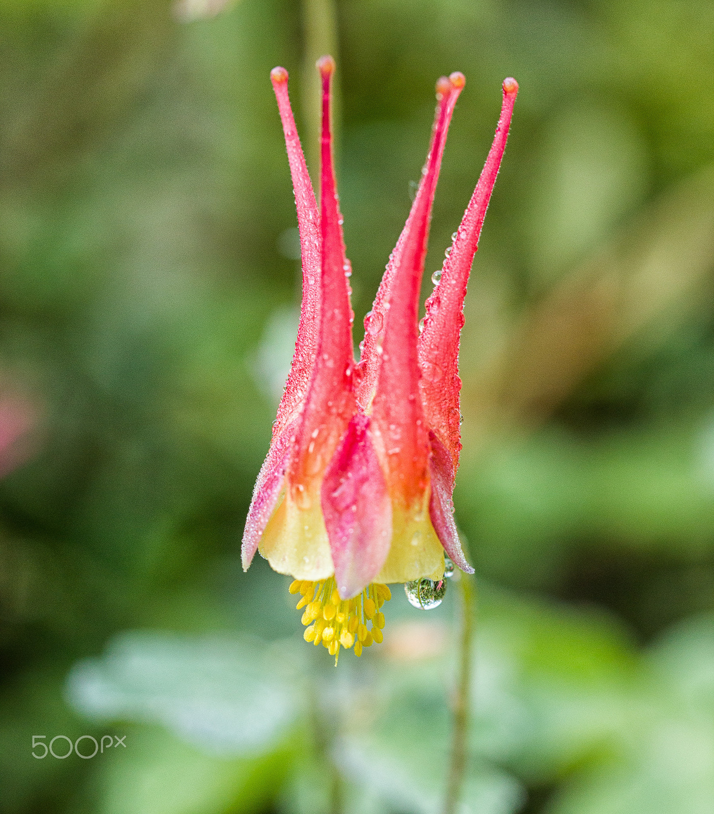 Canon EF 100mm F2.8L Macro IS USM sample photo. Dewy columbine photography
