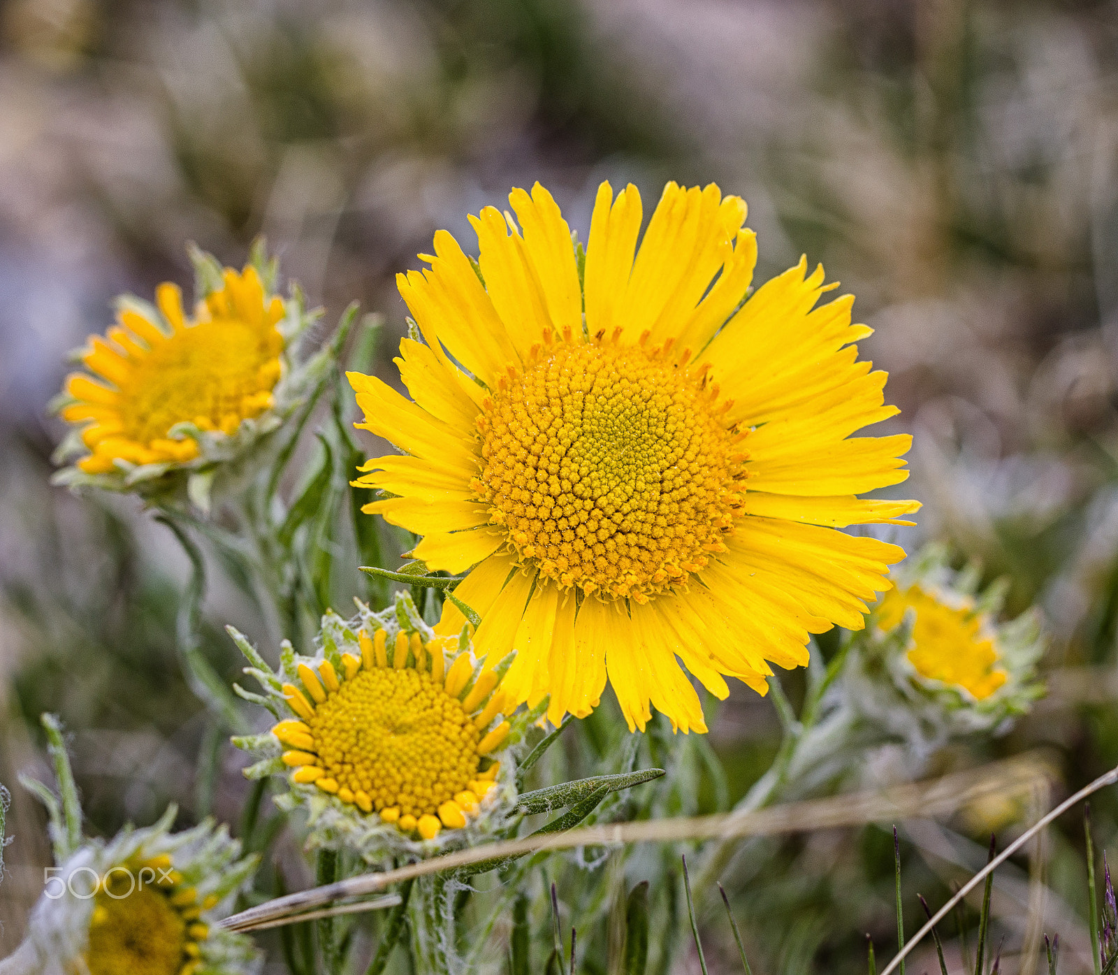 Canon EF 100mm F2.8L Macro IS USM sample photo. Flowers photography