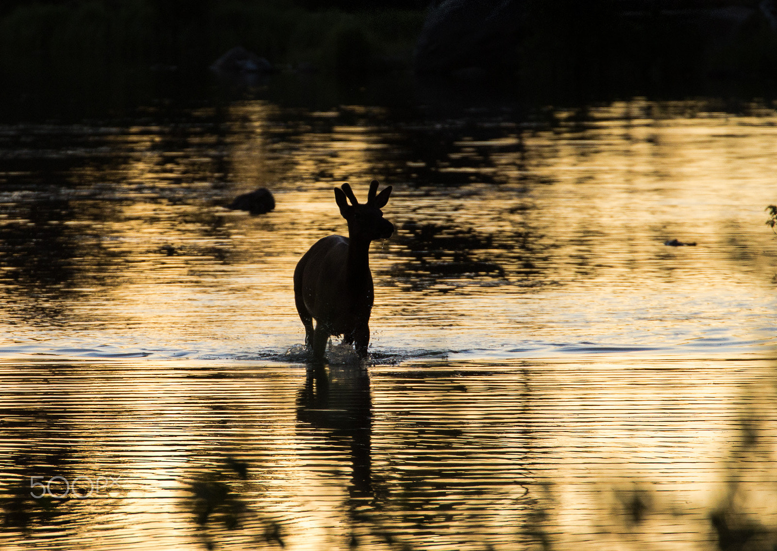Canon EF 70-300mm F4-5.6L IS USM sample photo. Silhouette elk photography