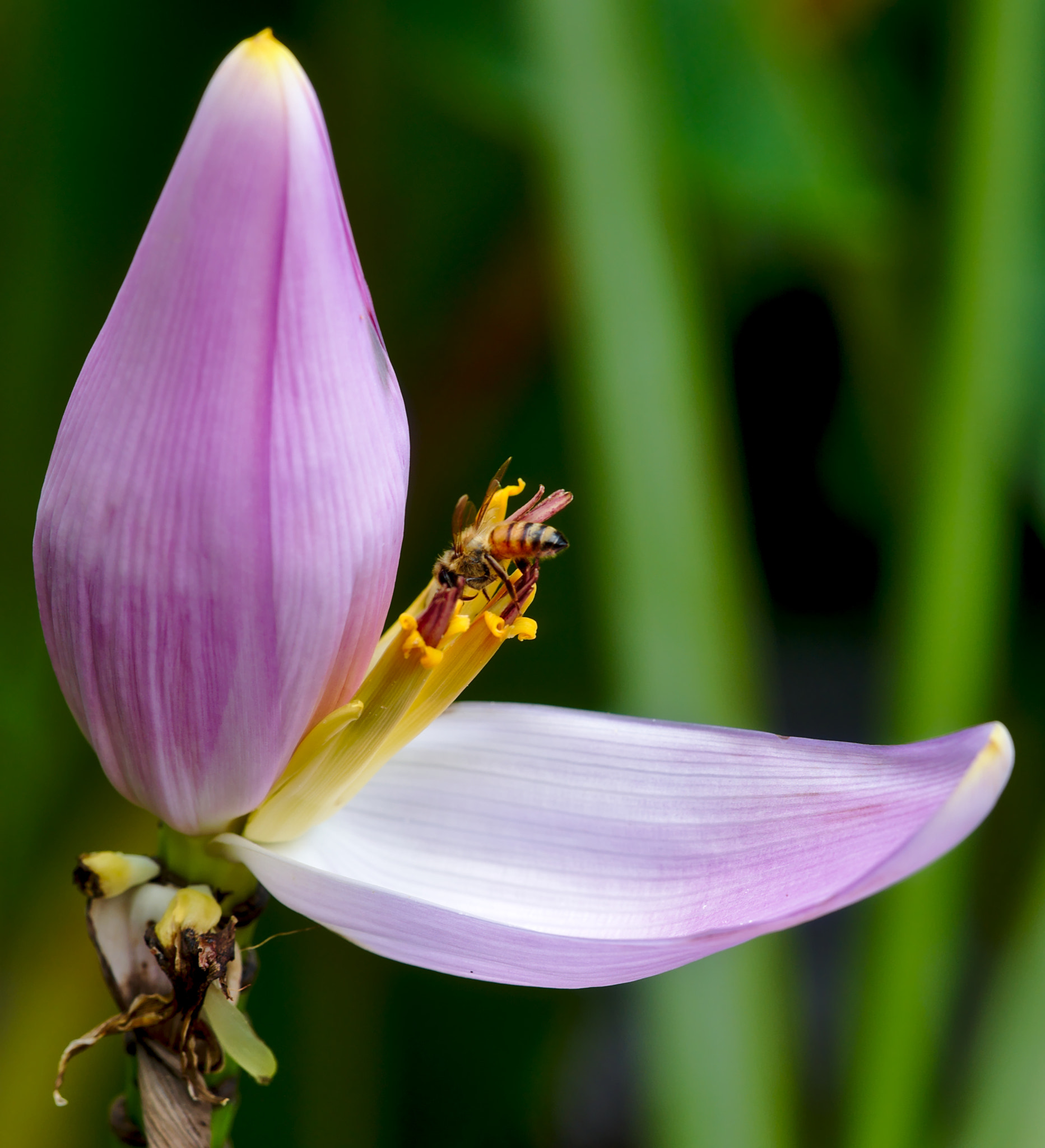 Nikon D810 + Manual Lens No CPU sample photo. Inflorescence with bee photography