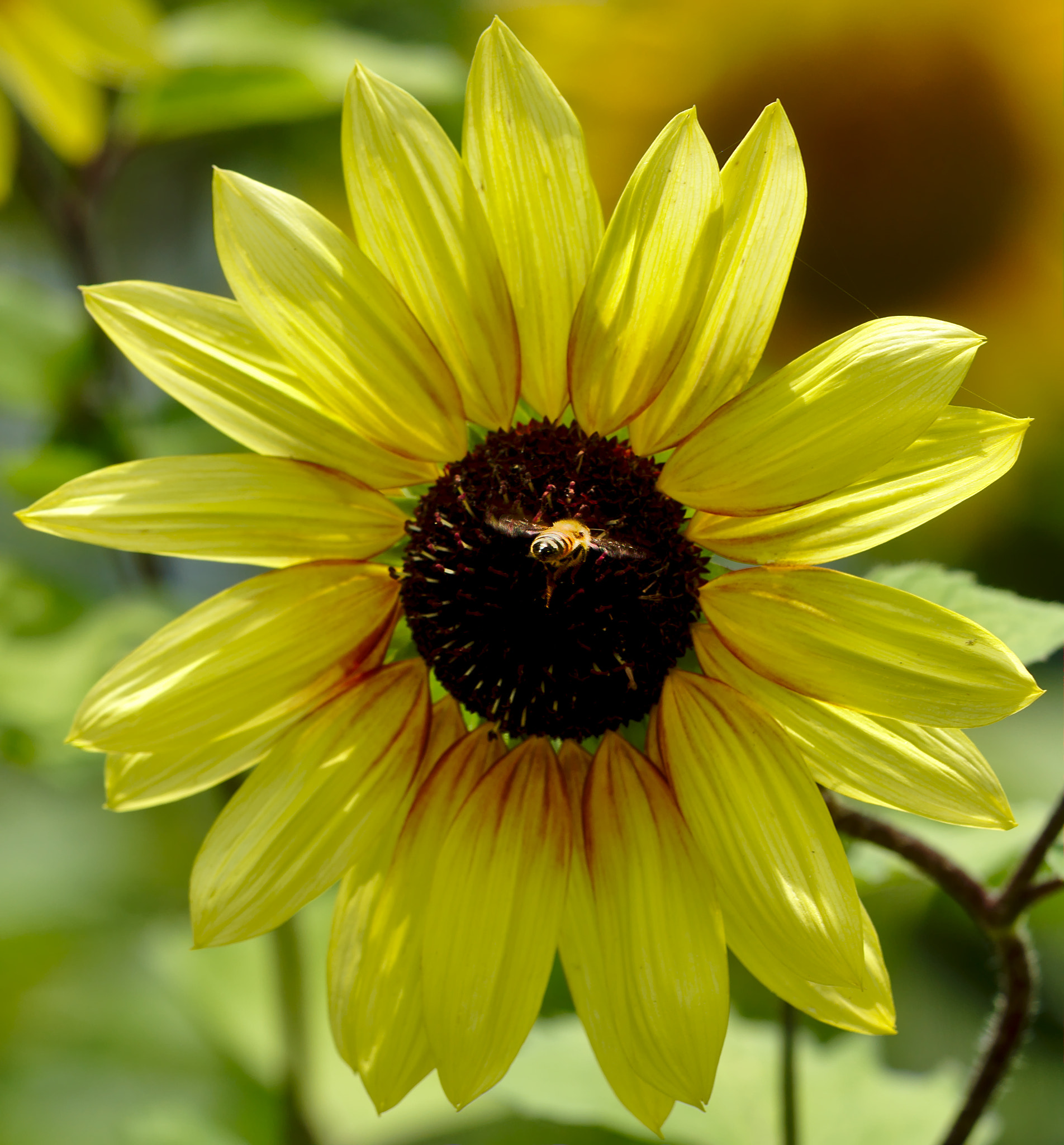 Nikon D810 + Manual Lens No CPU sample photo. Sunflower with bee photography