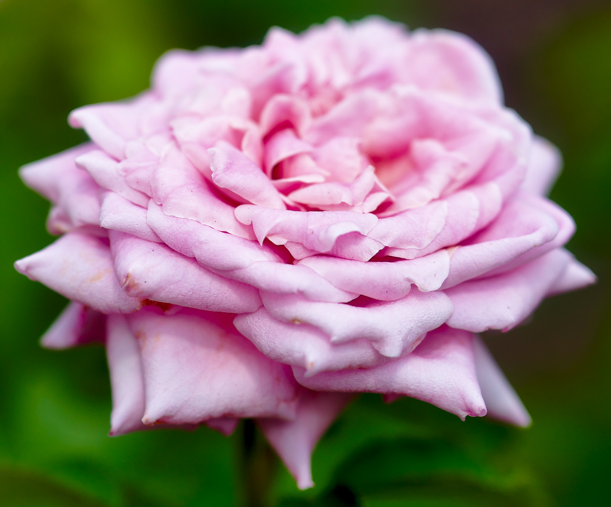 Nikon D810 + Manual Lens No CPU sample photo. "belinda's dream" - a hybrid tea rose photography