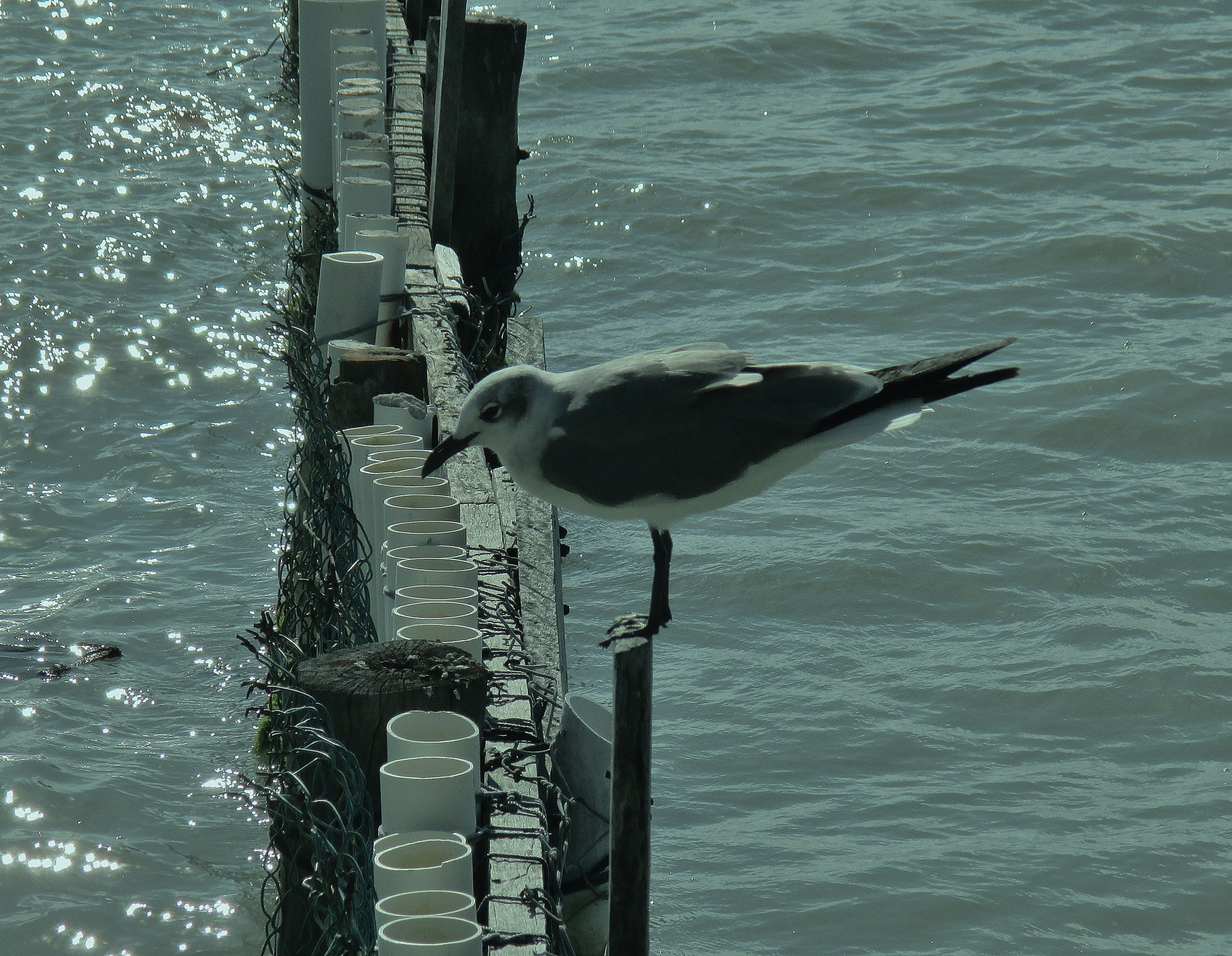 Canon PowerShot ELPH 140 IS (IXUS 150 / IXY 130) sample photo. Seagull photography