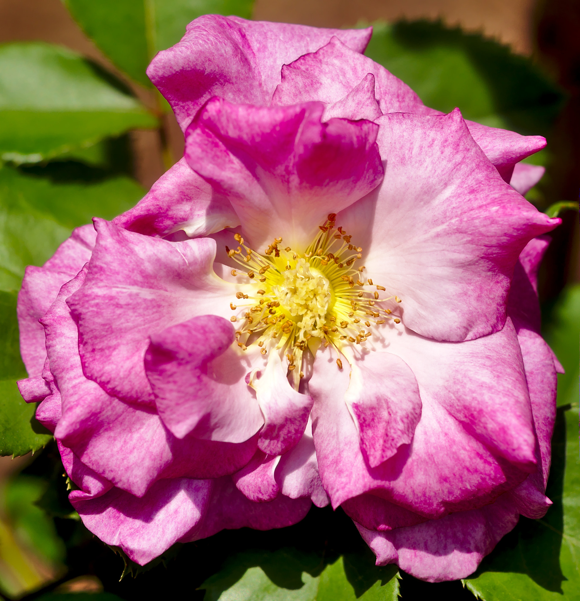 Nikon D810 + Manual Lens No CPU sample photo. "melody parfumee" - a hybrid rose photography