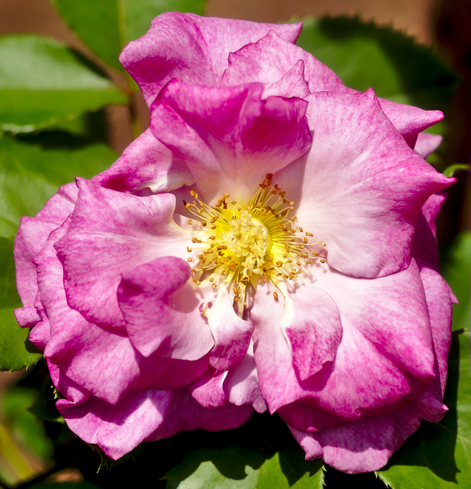 Manual Lens No CPU sample photo. "melody parfumee" - a hybrid rose photography