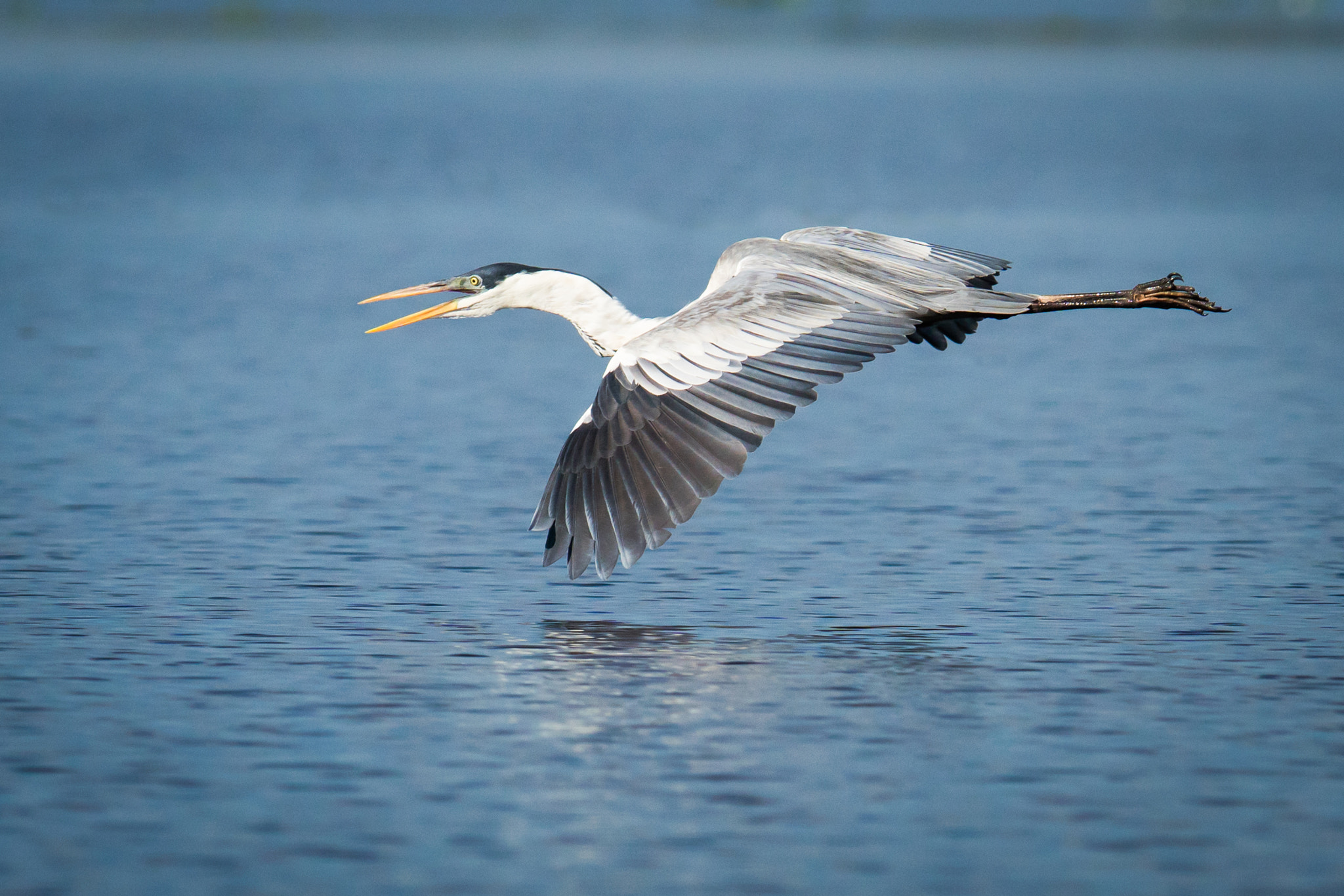 Sony ILCA-77M2 + 300mm F2.8 G sample photo. Cocoi heron 2 photography