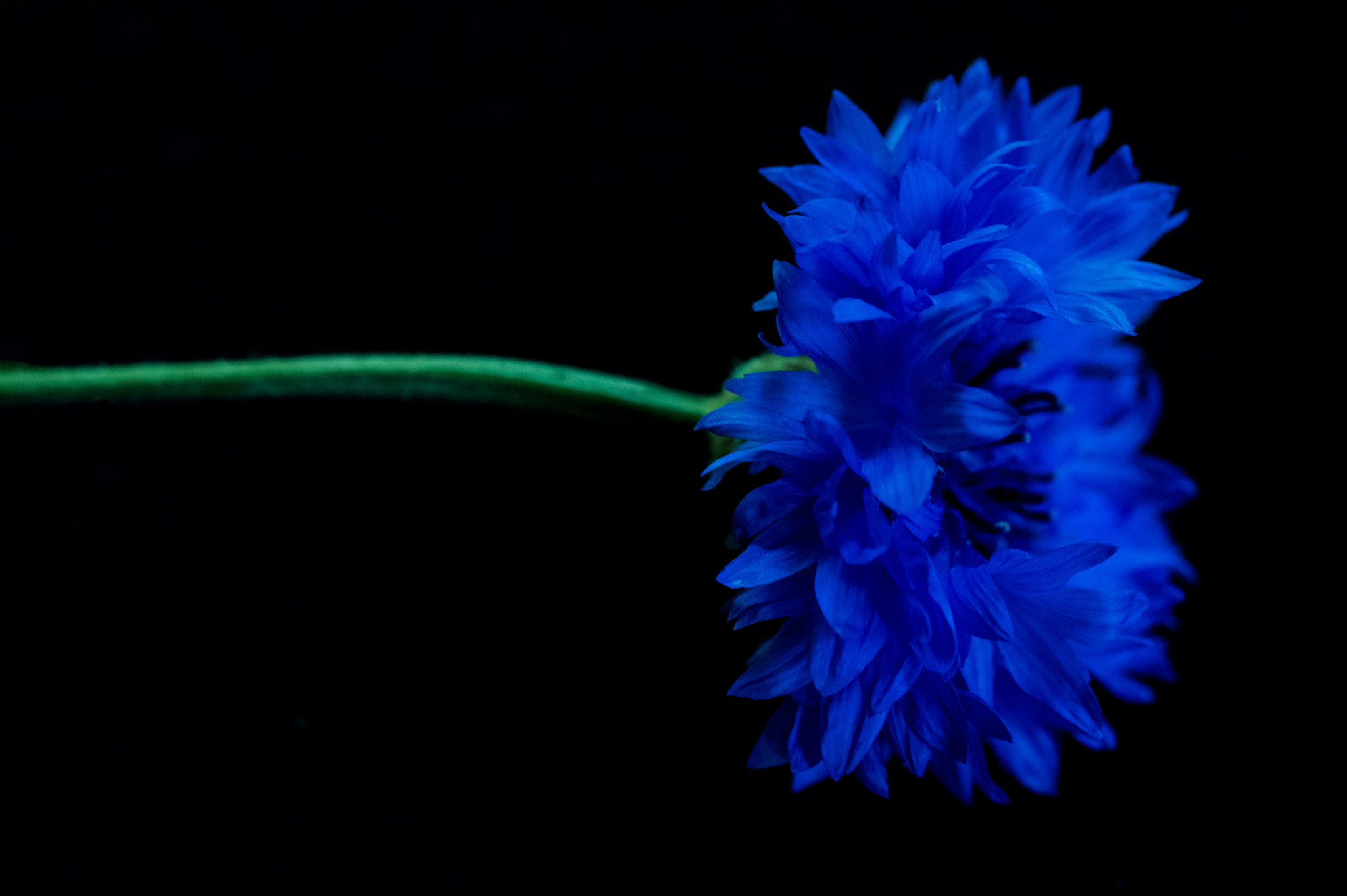 Pentax K-3 + smc PENTAX-FA Macro 50mm F2.8 sample photo. Bachelor button photography